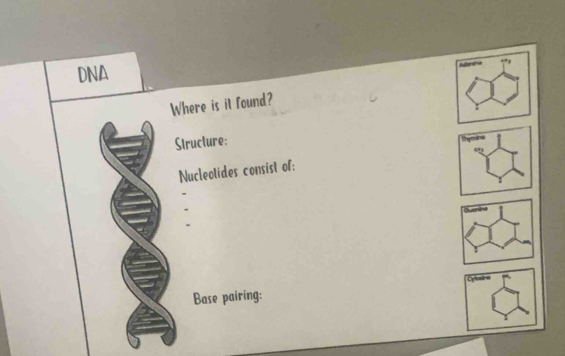 dna where is it found? structure: nucleotides consist of: - - - base pa…