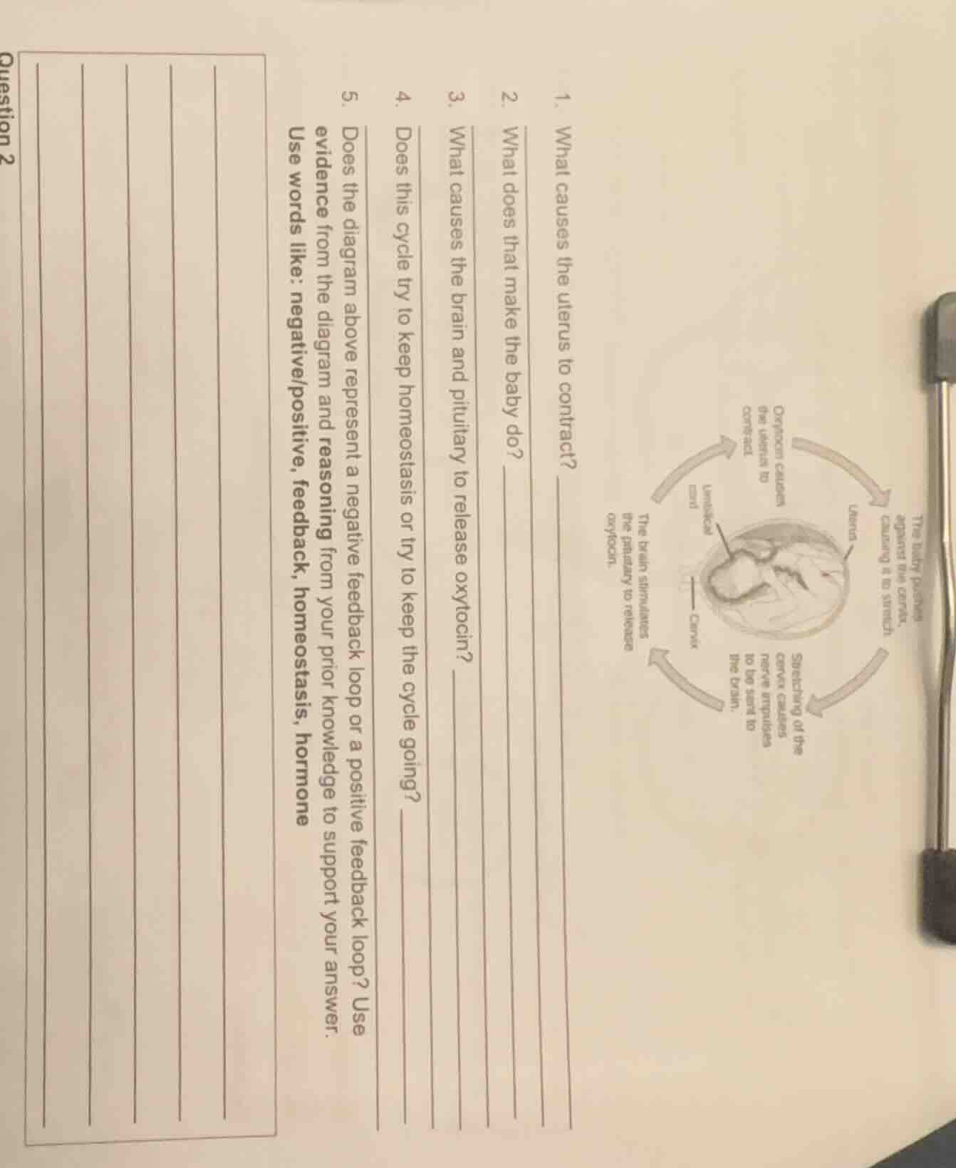 1. what causes the uterus to contract? 2. what does that make the baby …