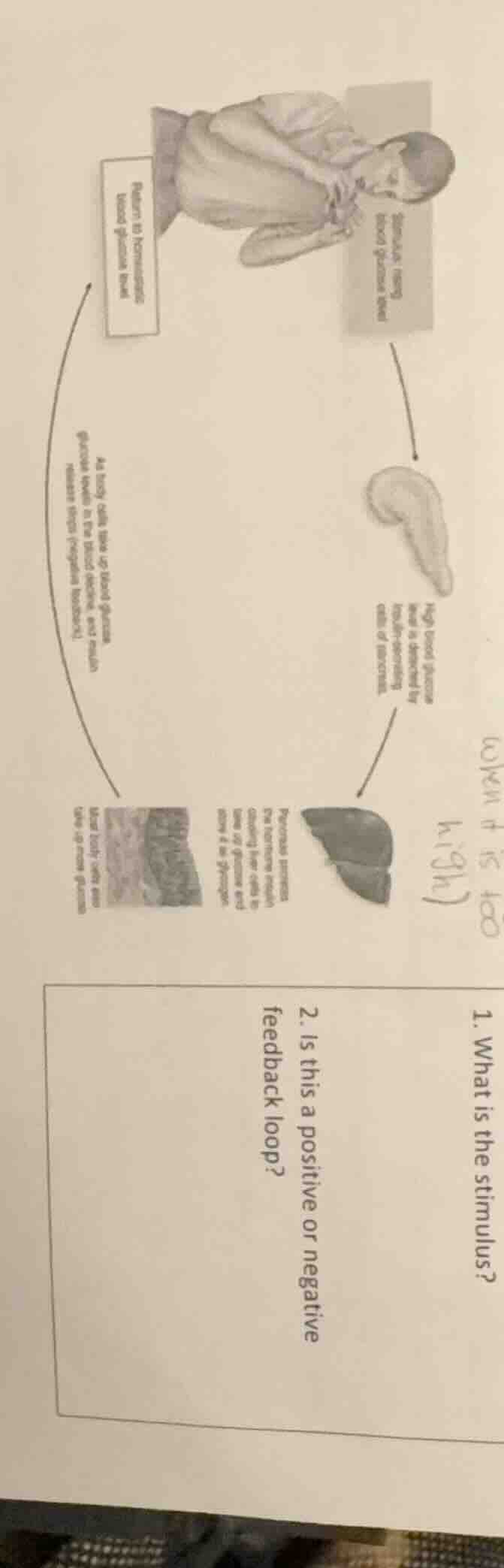 1. what is the stimulus? 2. is this a positive or negative feedback loo…