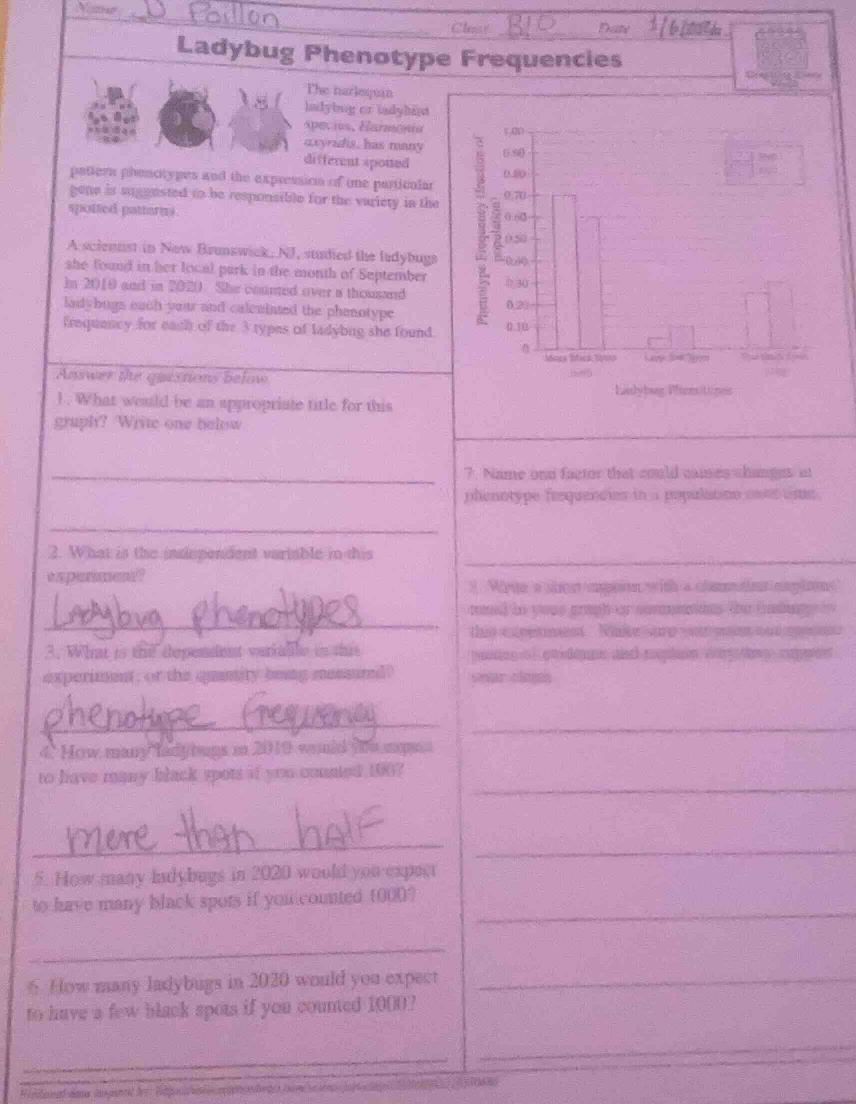 name: paillon class: bio date: 1/6/2024 ladybug phenotype frequencies t…