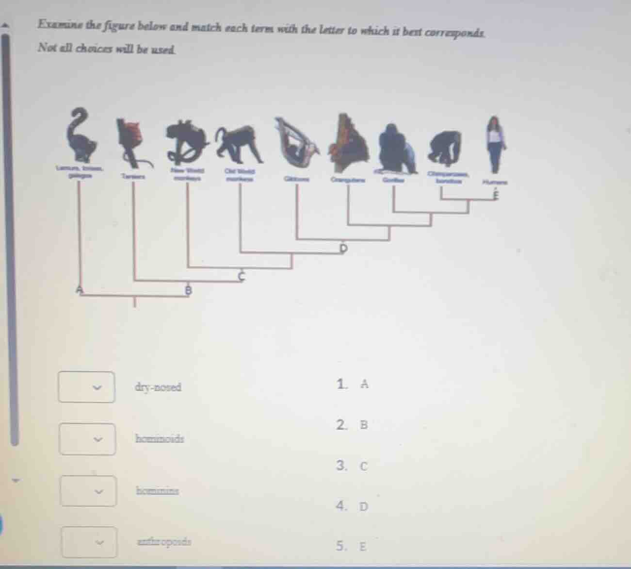 examine the figure below and match each term with the letter to which i…