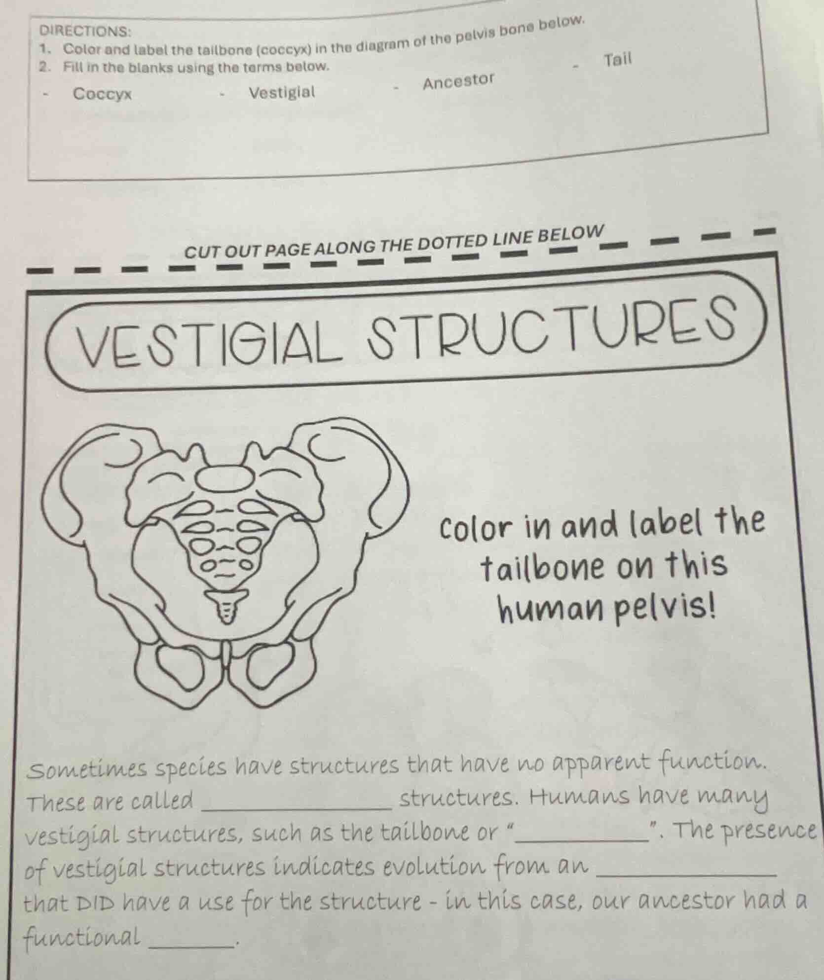 directions: 1. color and label the tailbone (coccyx) in the diagram of …