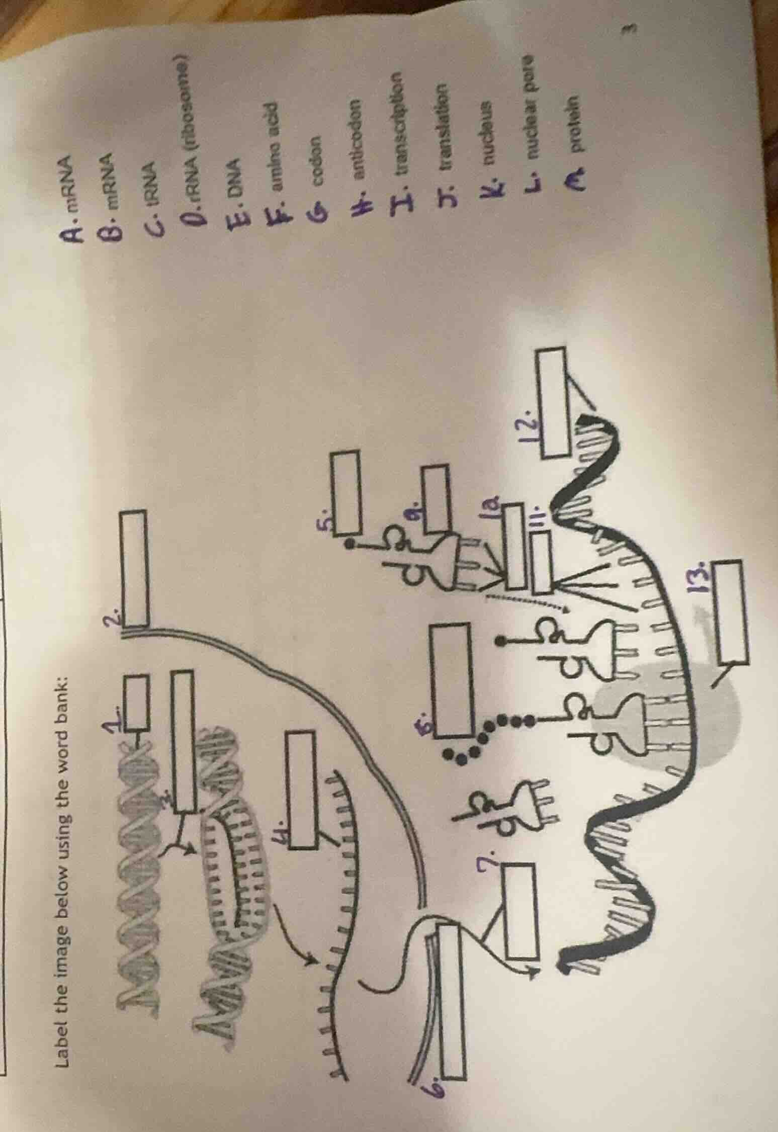 label the image below using the word bank: a. mrna b. mrna c. trna d. r…