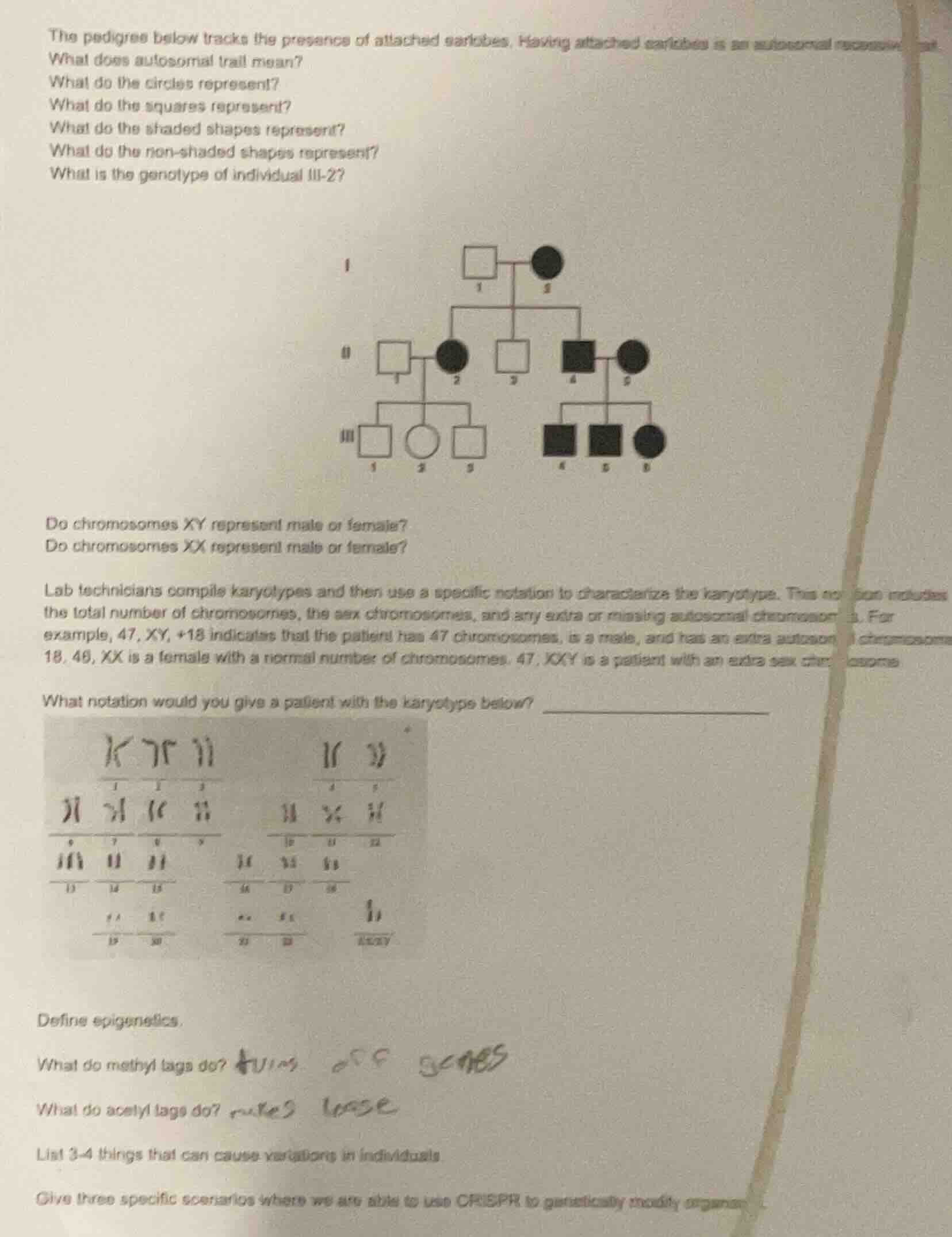the pedigree below tracks the presence of attached earlobes. having att…