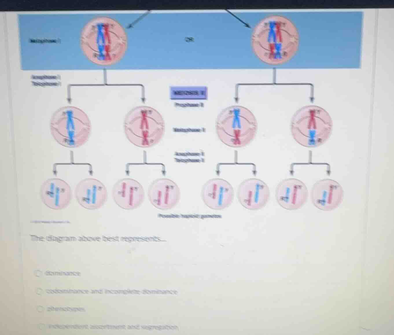 the diagram above best represents... - dominance - codominance and inco…