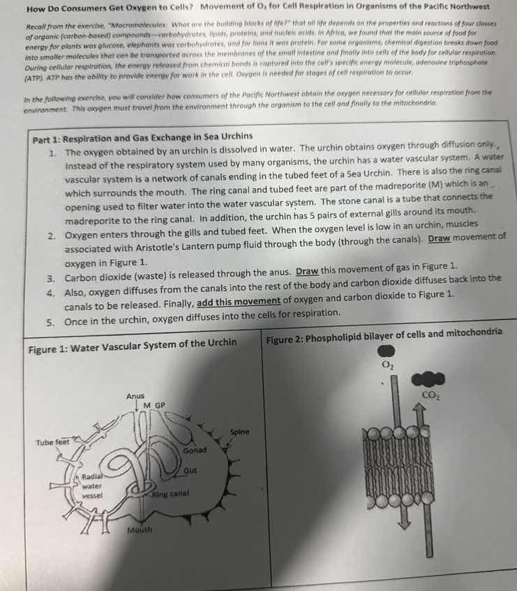 how do consumers get oxygen to cells? movement of o₂ for cell respirati…