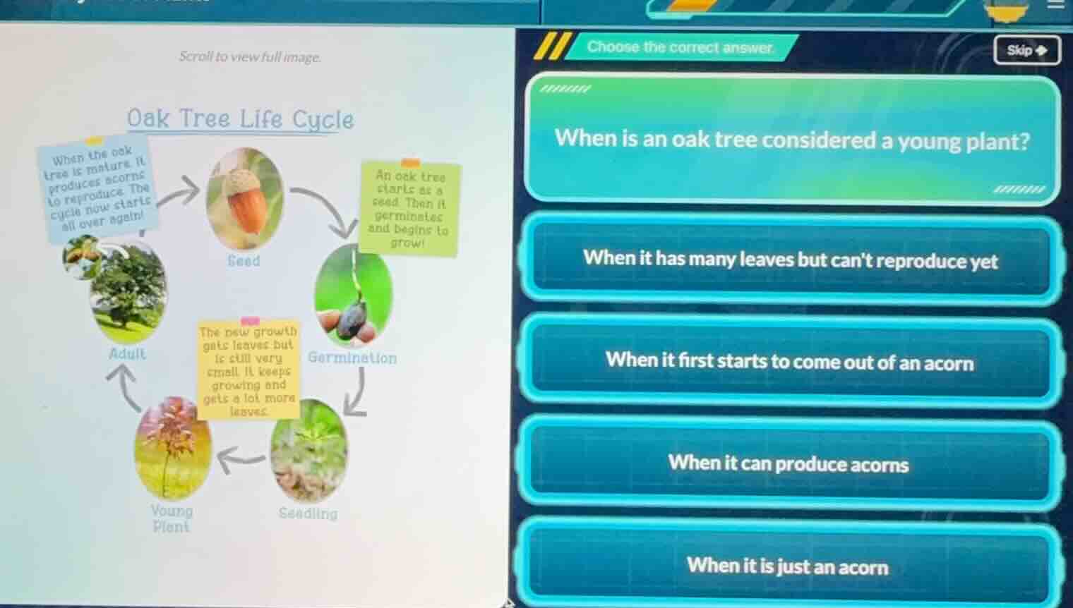scroll to view full image. oak tree life cycle when the oak tree is mat…