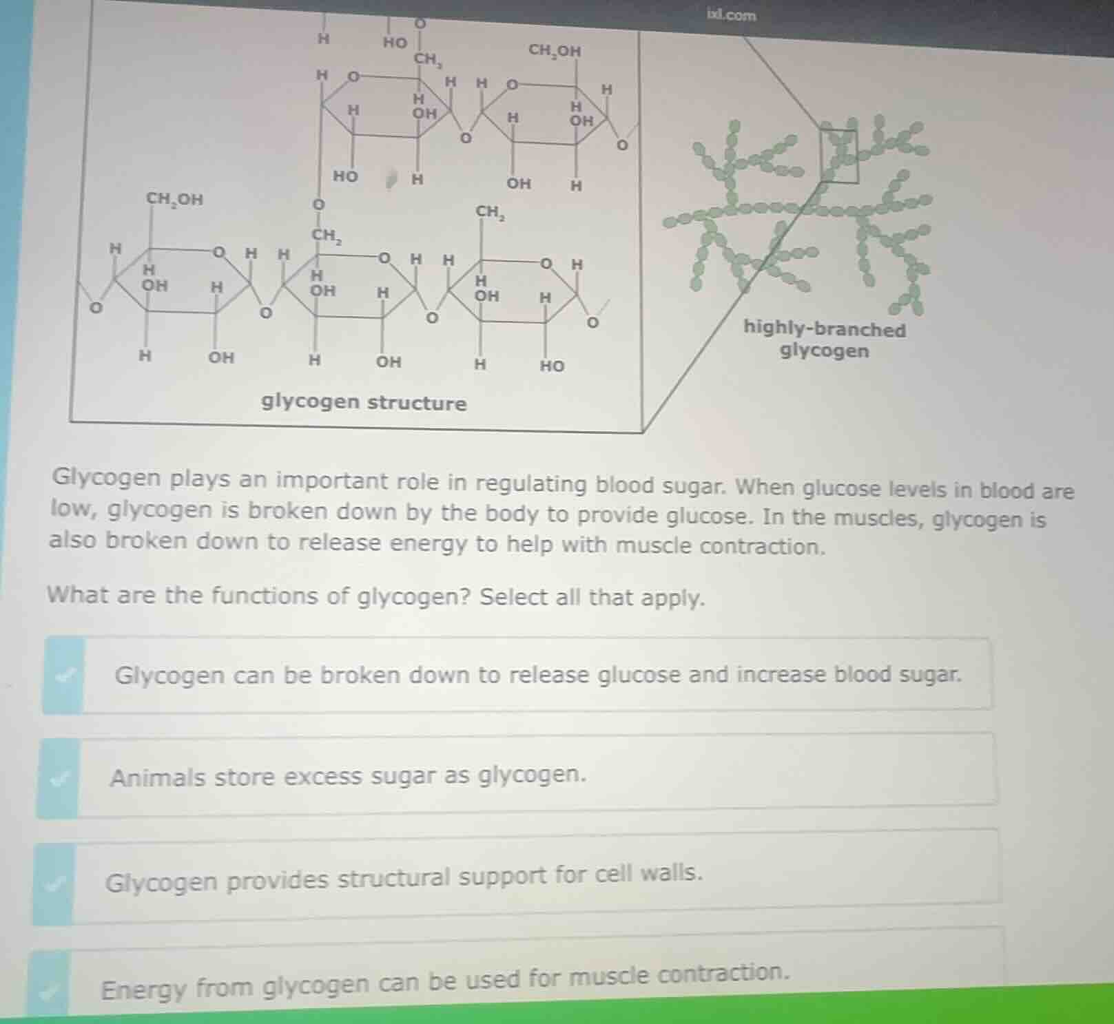 glycogen plays an important role in regulating blood sugar. when glucos…
