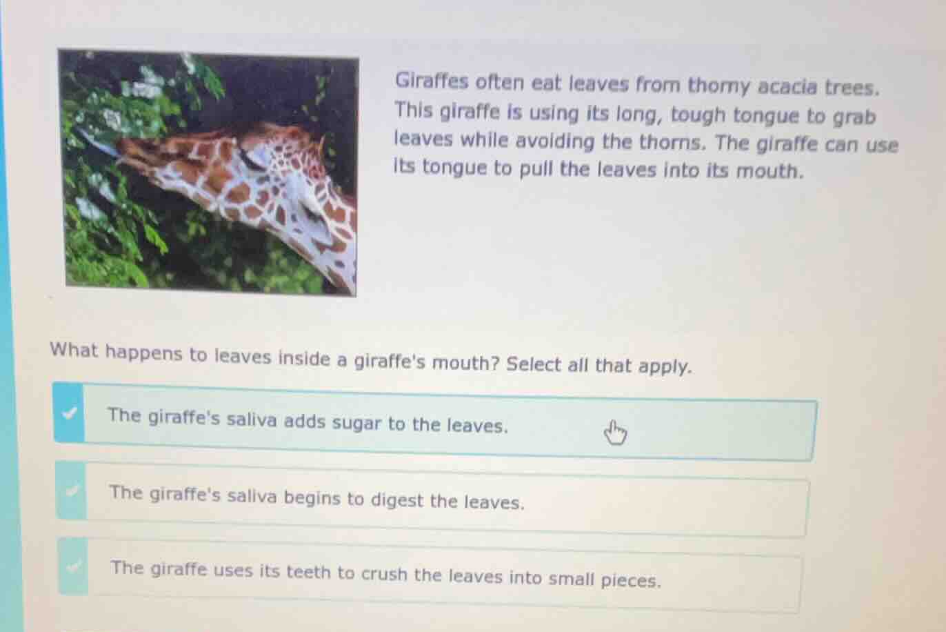 giraffes often eat leaves from thorny acacia trees. this giraffe is usi…