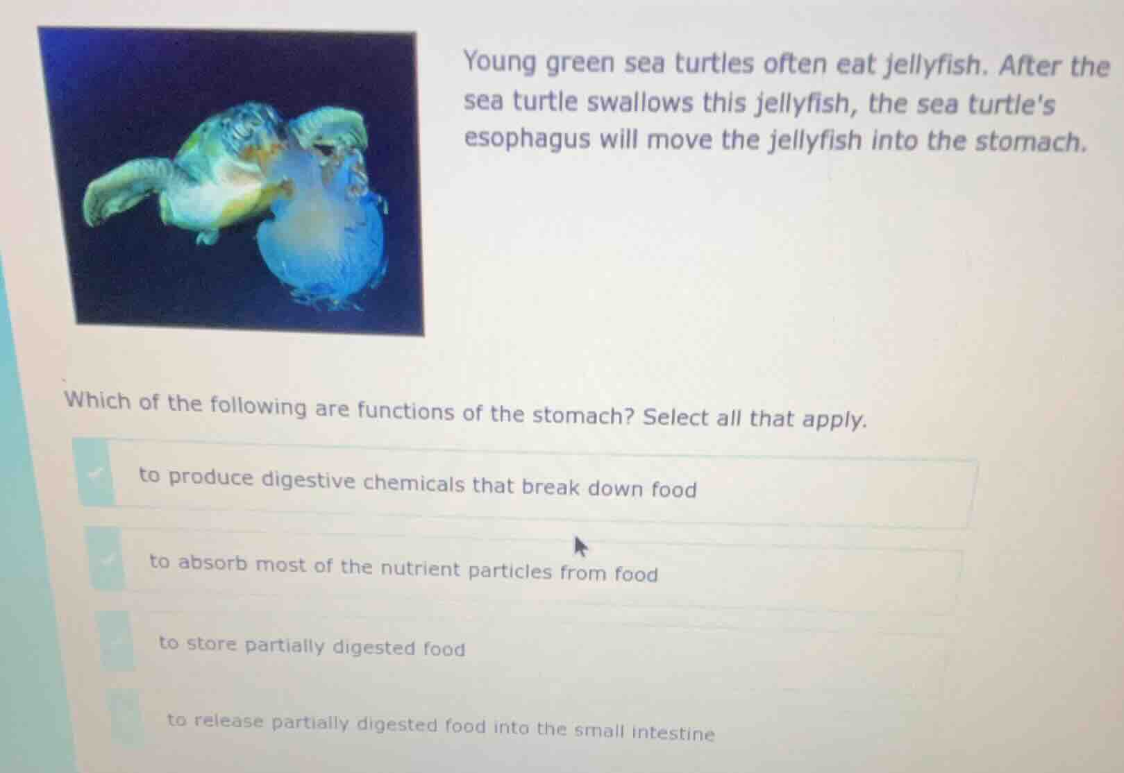 young green sea turtles often eat jellyfish. after the sea turtle swall…