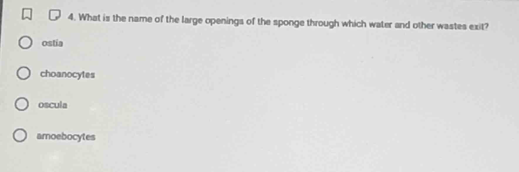 4. what is the name of the large openings of the sponge through which w…