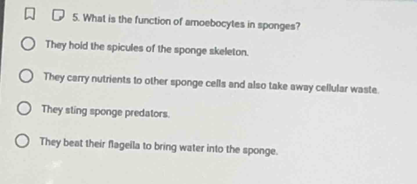 5. what is the function of amoebocytes in sponges? they hold the spicul…