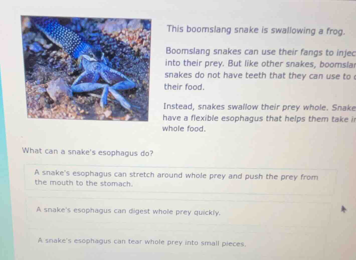 this boomslang snake is swallowing a frog. boomslang snakes can use the…