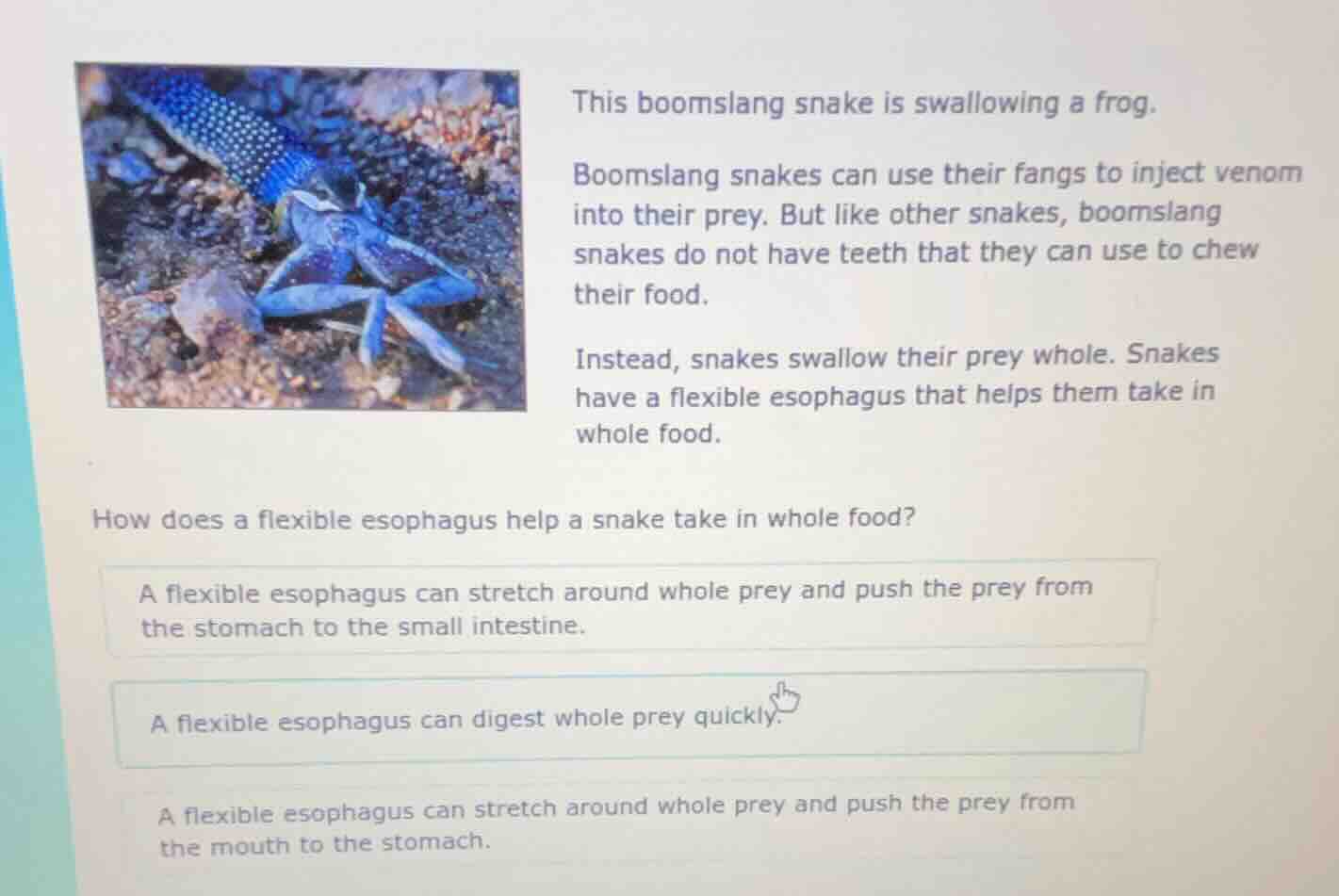 this boomslang snake is swallowing a frog. boomslang snakes can use the…