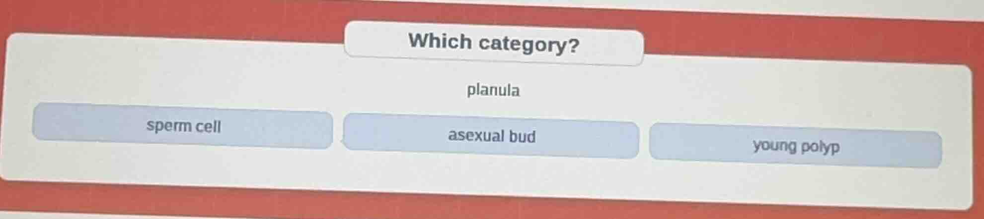 which category? planula sperm cell asexual bud young polyp