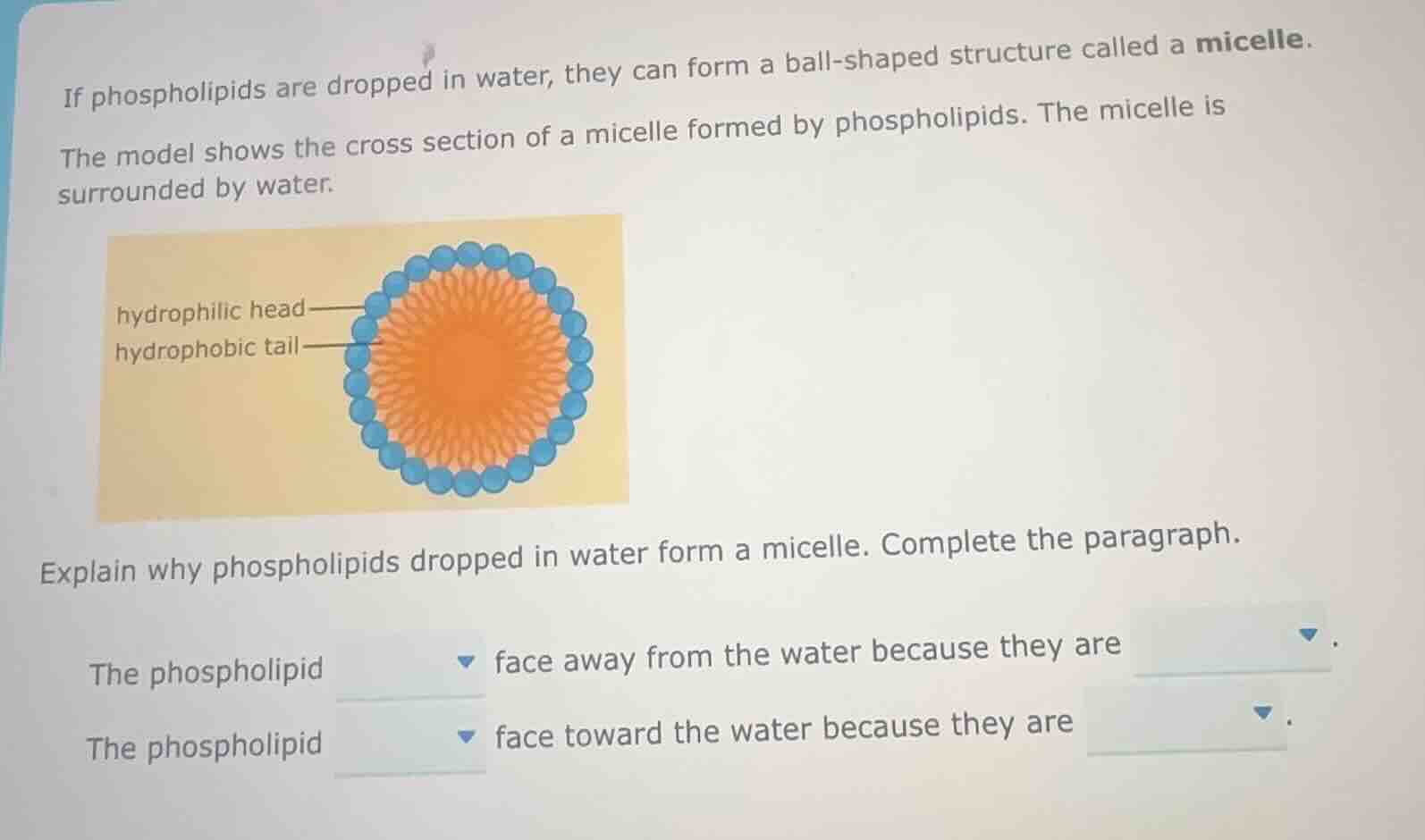 if phospholipids are dropped in water, they can form a ball - shaped st…