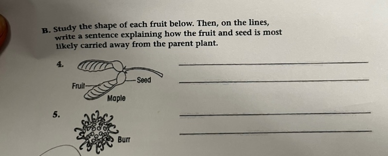 b. study the shape of each fruit below. then, on the lines, write a sen…