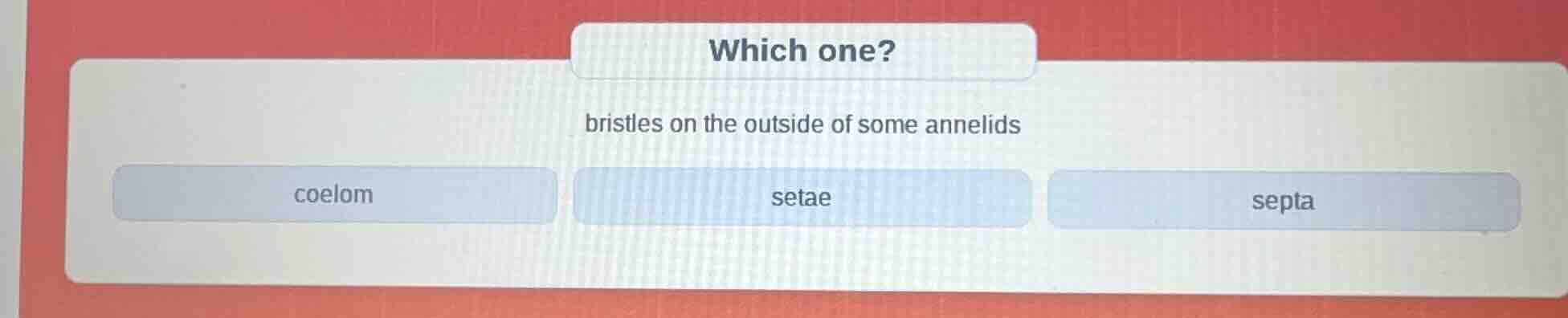 which one? bristles on the outside of some annelids coelom setae septa