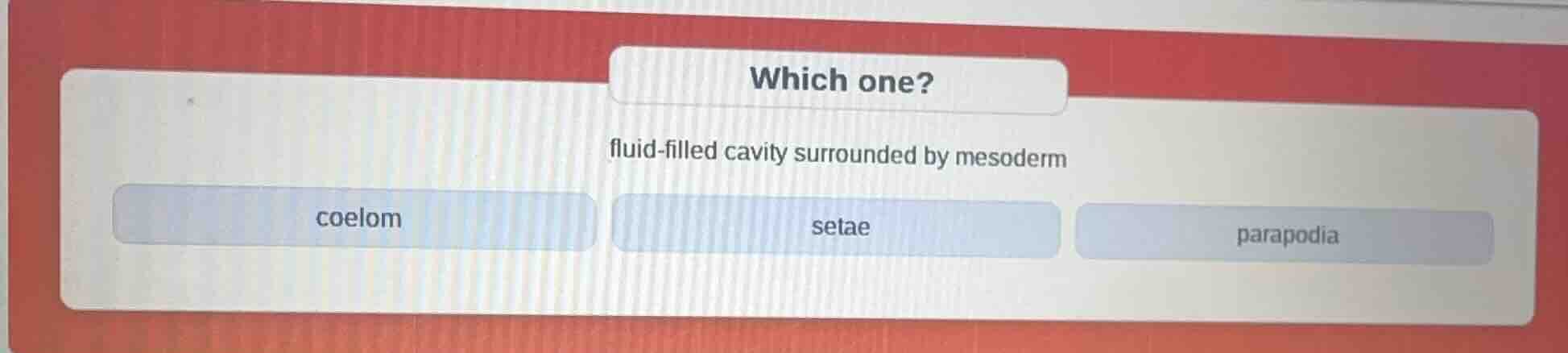 which one? fluid - filled cavity surrounded by mesoderm coelom setae pa…