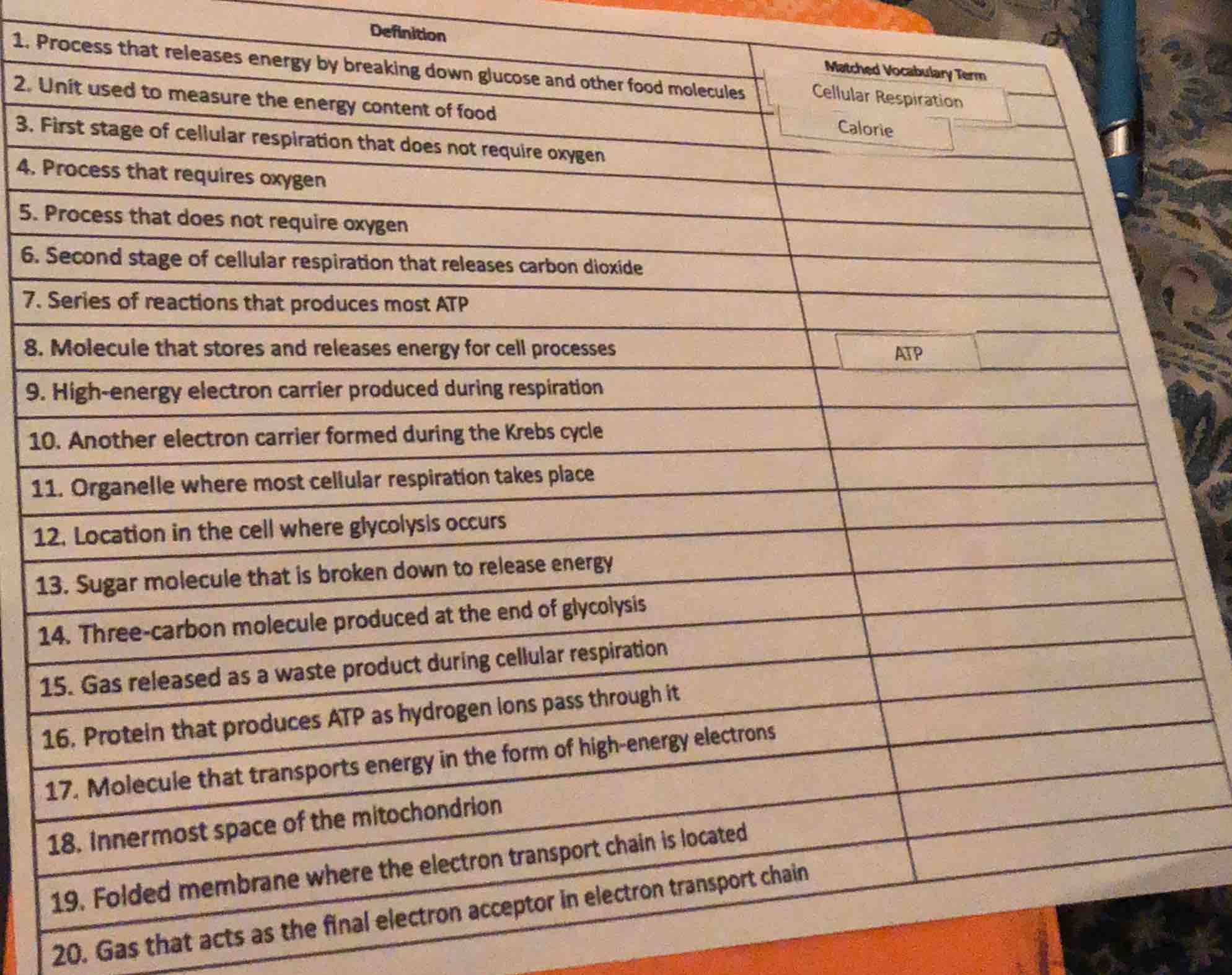 1. process that releases energy by breaking down glucose and other food…