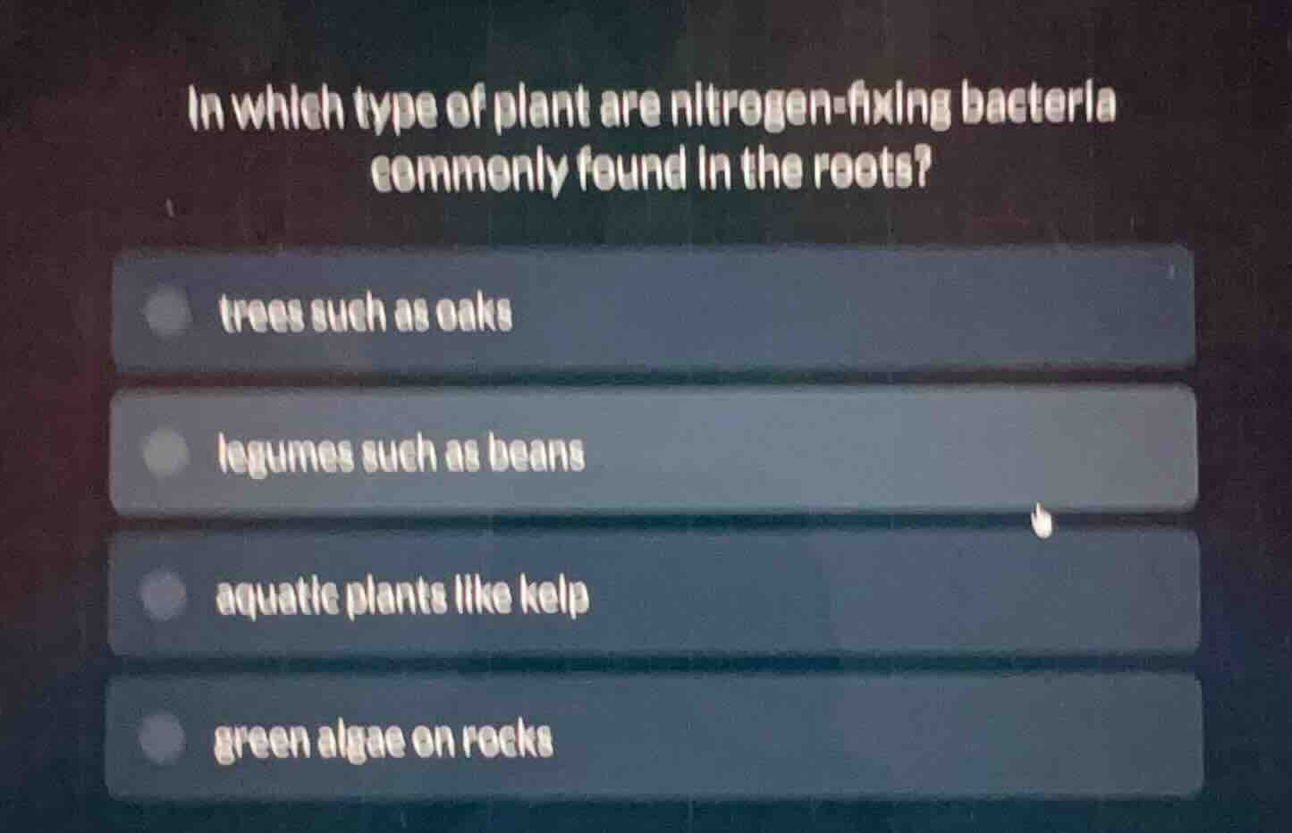 in which type of plant are nitrogen - fixing bacteria commonly found in…