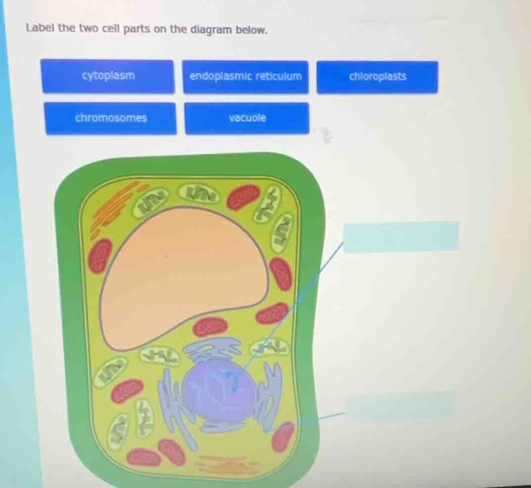 label the two cell parts on the diagram below. cytoplasm endoplasmic re…