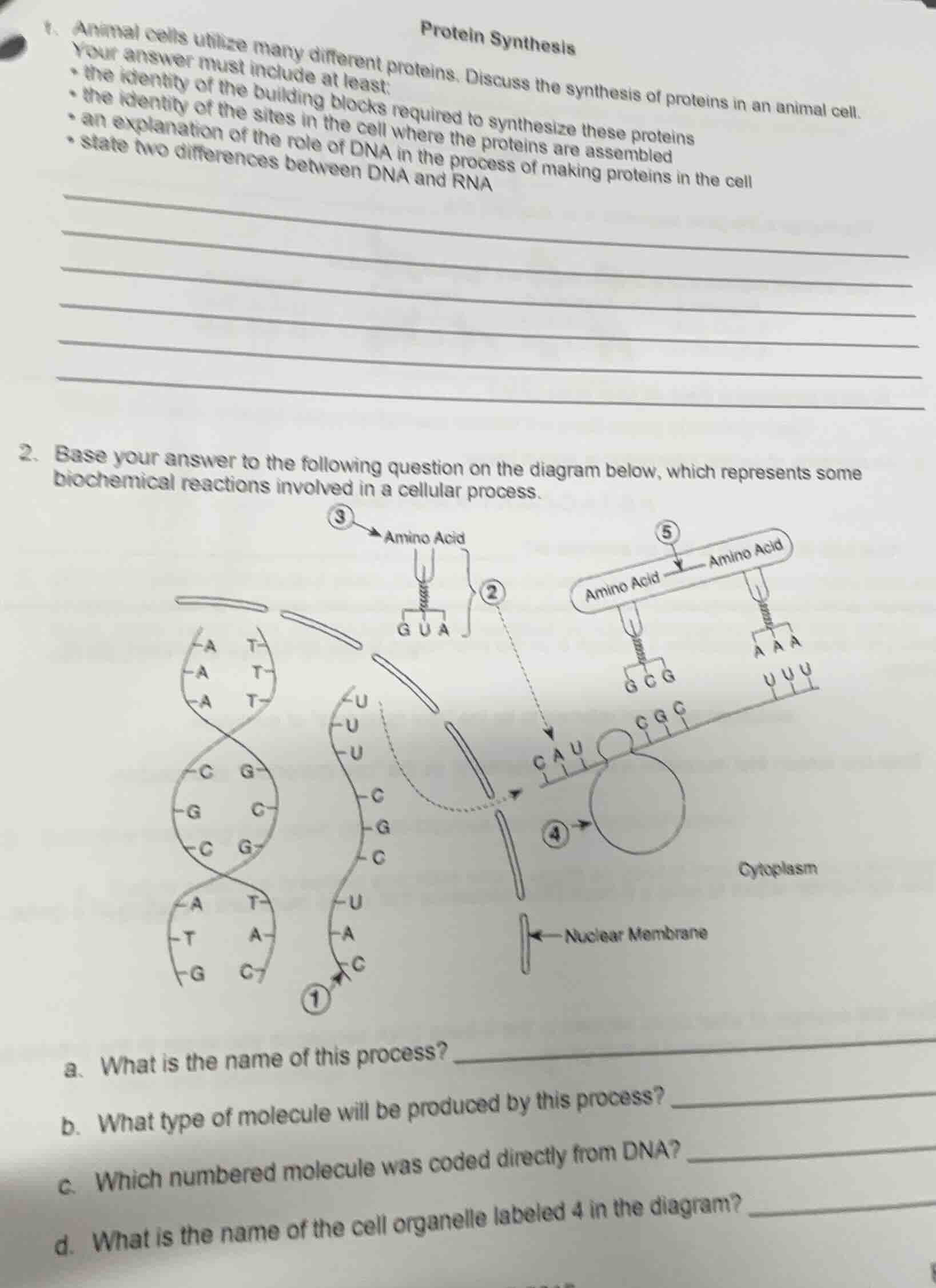 1. protein synthesis animal cells utilize many different proteins. disc…