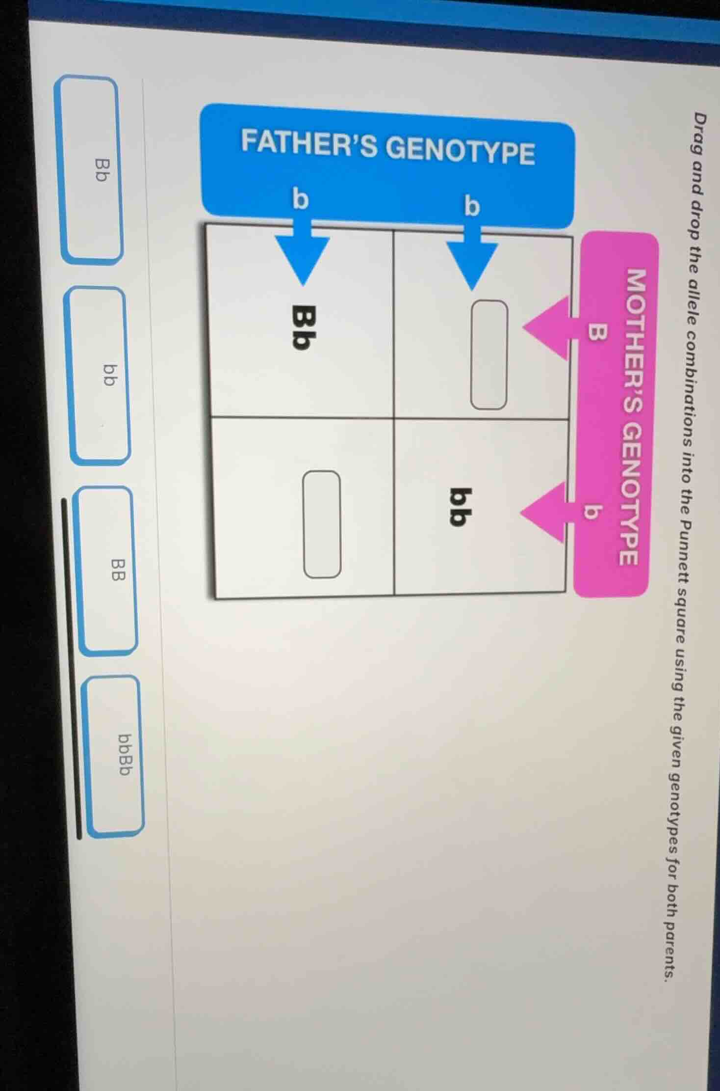 drag and drop the allele combinations into the punnett square using the…