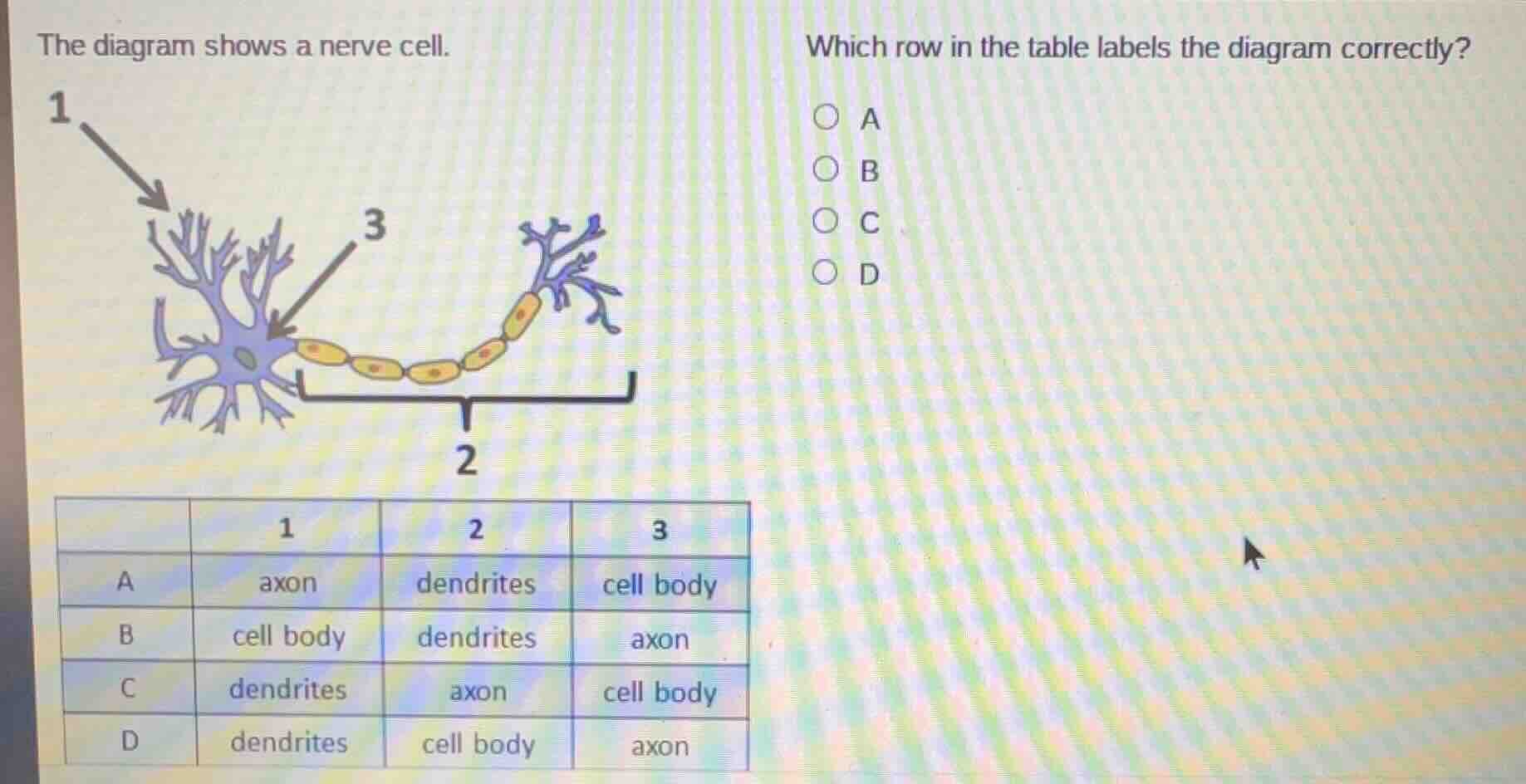 the diagram shows a nerve cell. which row in the table labels the diagr…