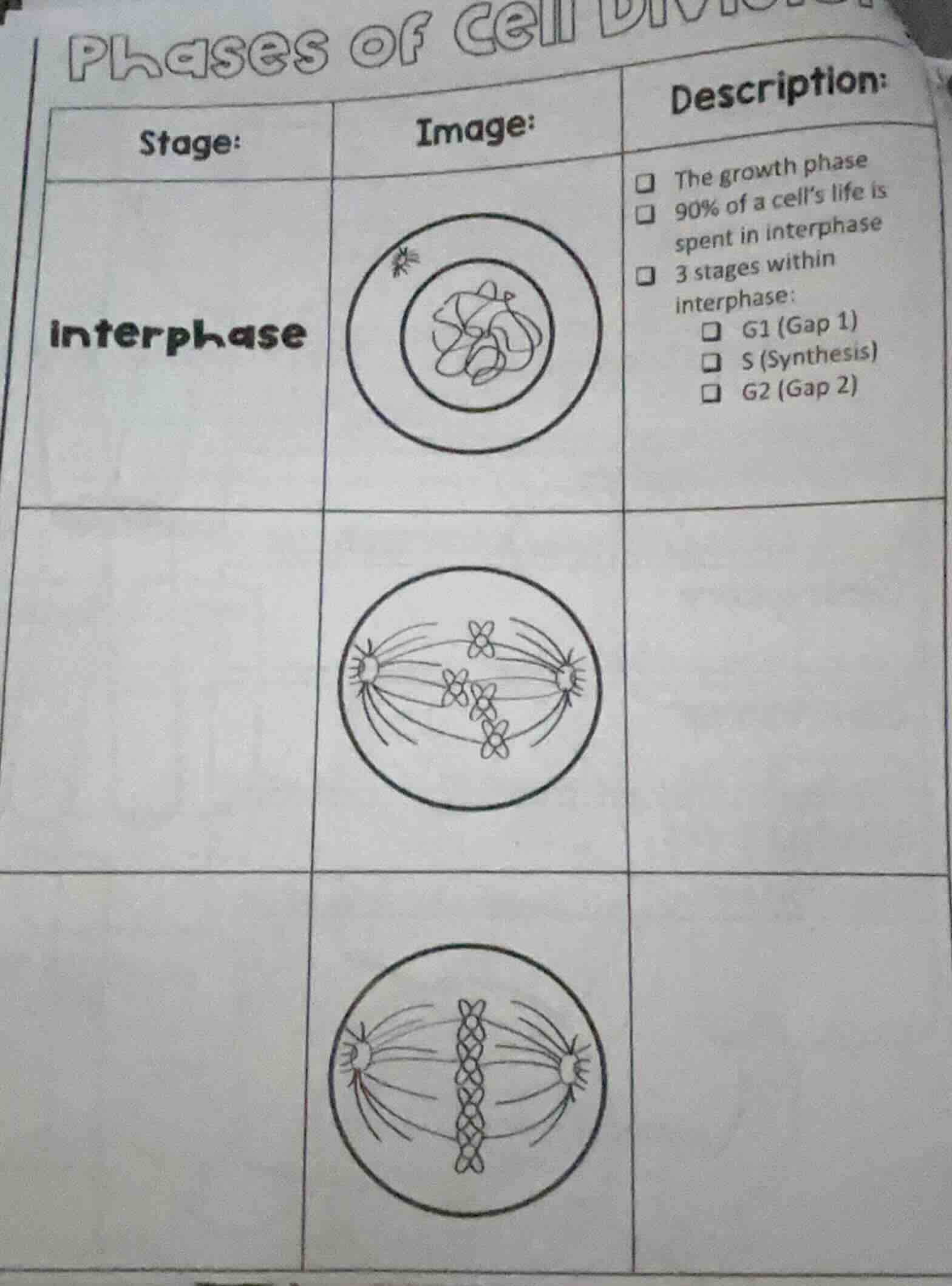 phases of cell division stage: | image: | description: interphase | ima…