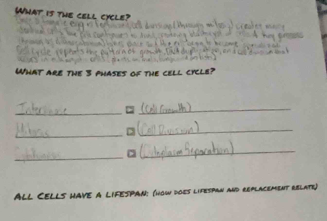 what is the cell cycle? (some text about cell cycle description) what a…