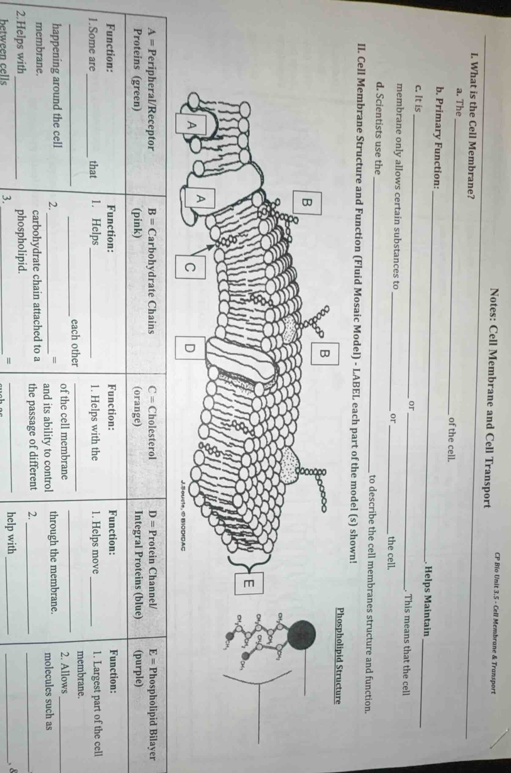 notes: cell membrane and cell transport i. what is the cell membrane? a…