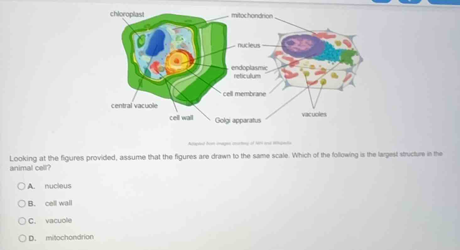 chloroplast mitochondrion nucleus endoplasmic reticulum central vacuole…