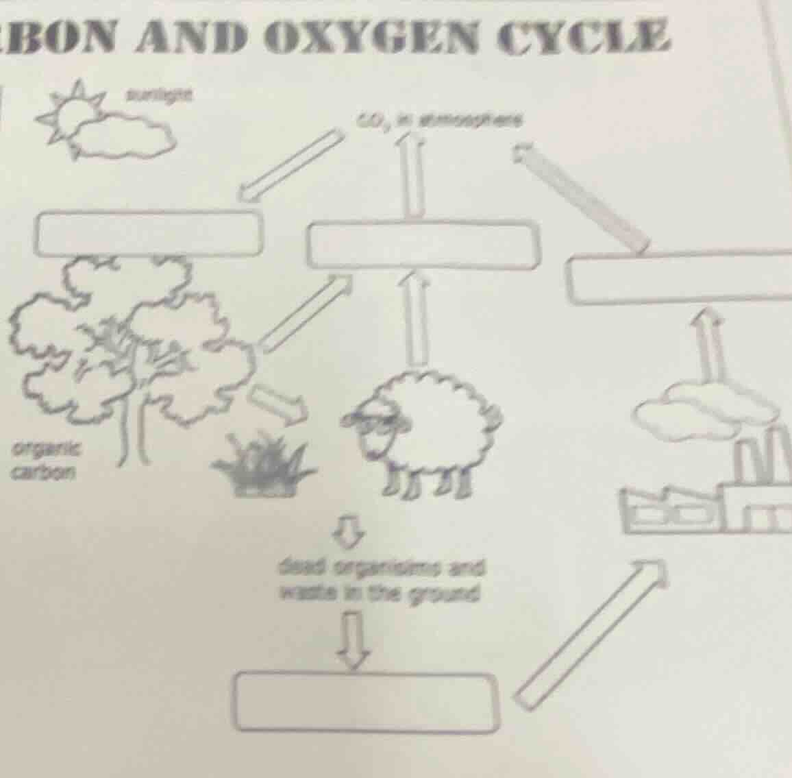 carbon and oxygen cycle sunlight co₂ in atmosphere organic carbon dead …