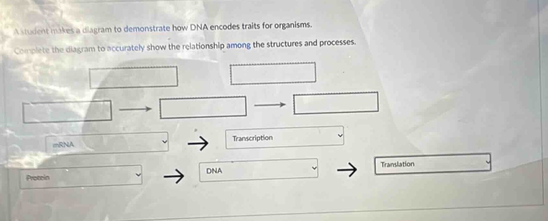 a student makes a diagram to demonstrate how dna encodes traits for org…
