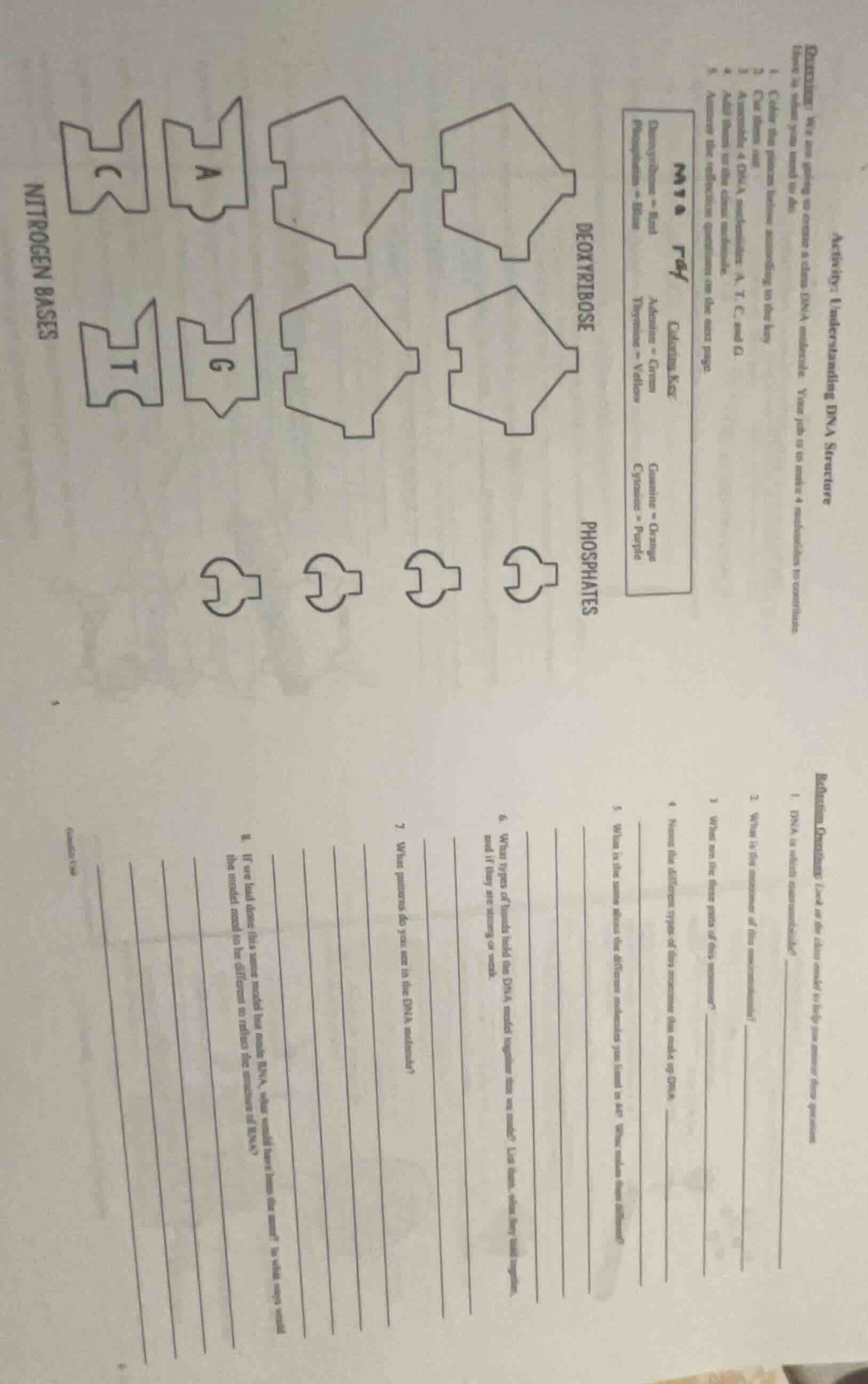 activity: understanding dna structure direction: we are going to create…