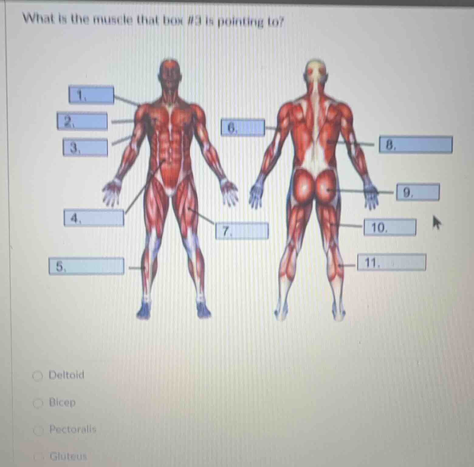 what is the muscle that box #3 is pointing to? options: deltoid, bicep,…