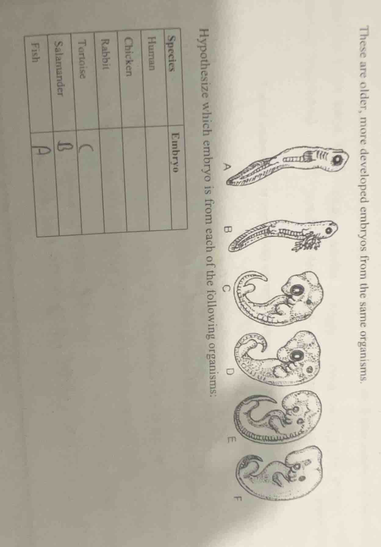 these are older, more developed embryos from the same organisms. hypoth…