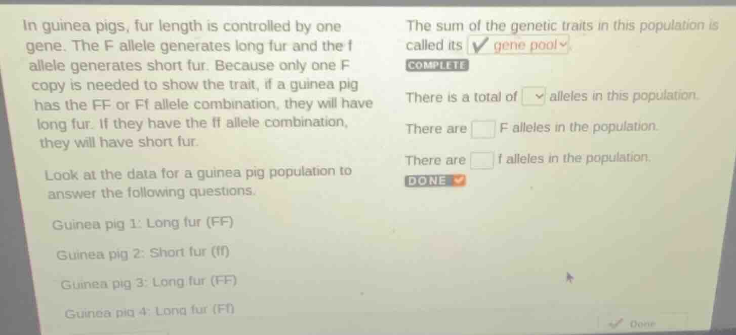 in guinea pigs, fur length is controlled by one gene. the f allele gene…