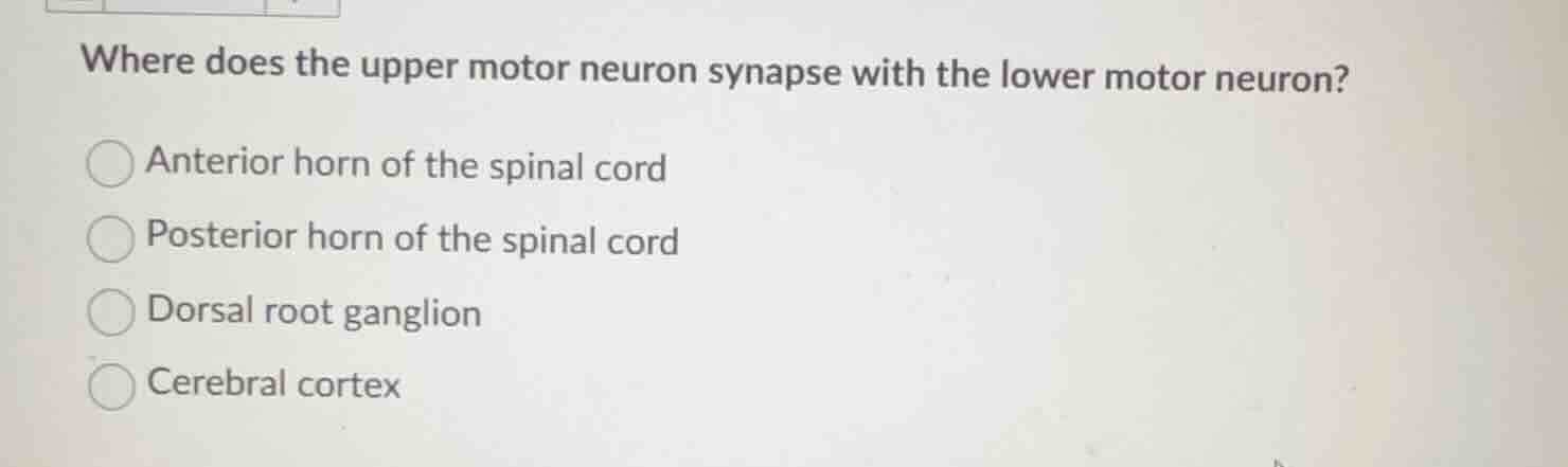 where does the upper motor neuron synapse with the lower motor neuron? …