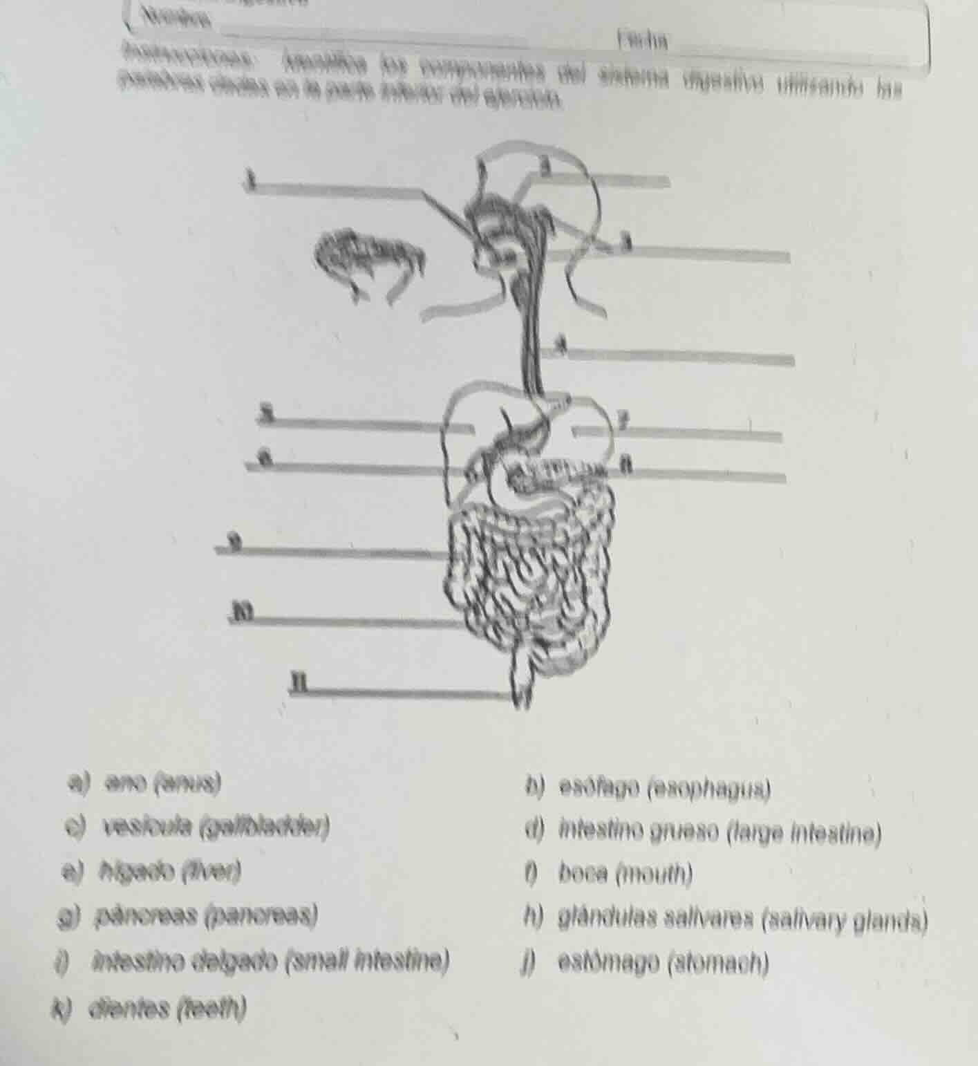 instrucciones: añadir los nombres del sistema digestivo humano las etiq…
