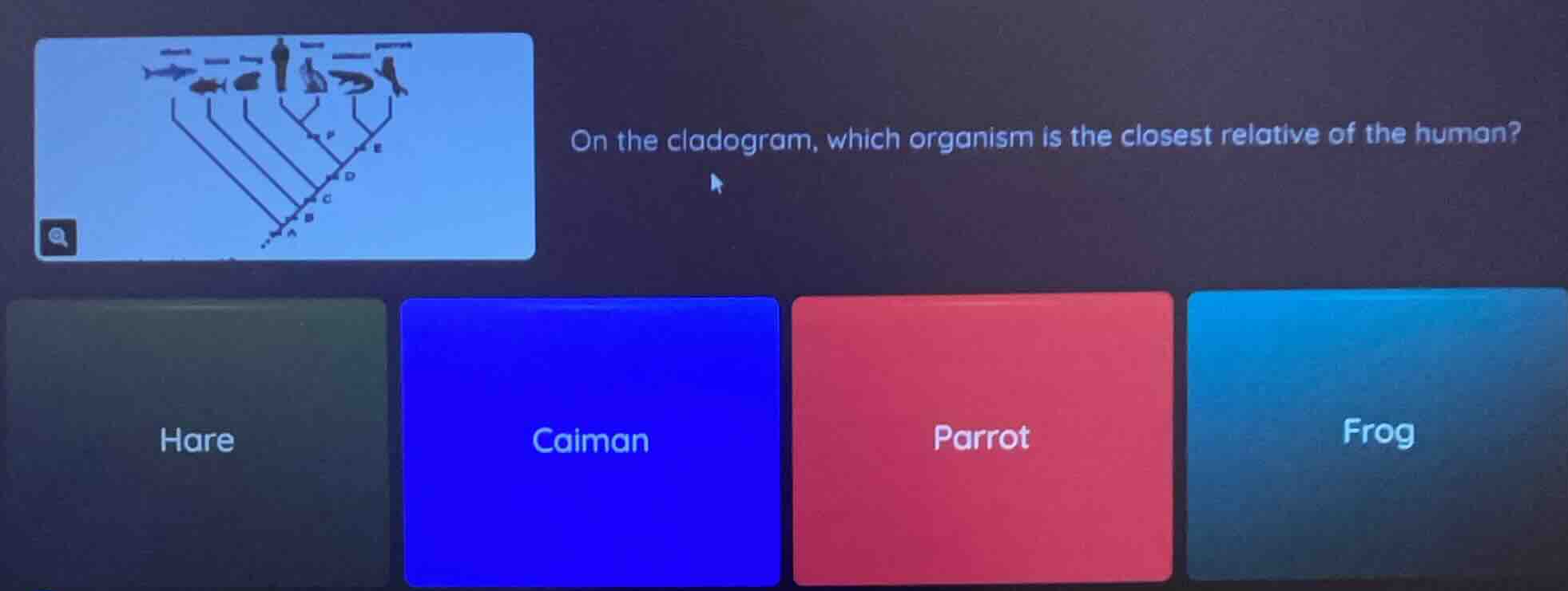 on the cladogram, which organism is the closest relative of the human? …
