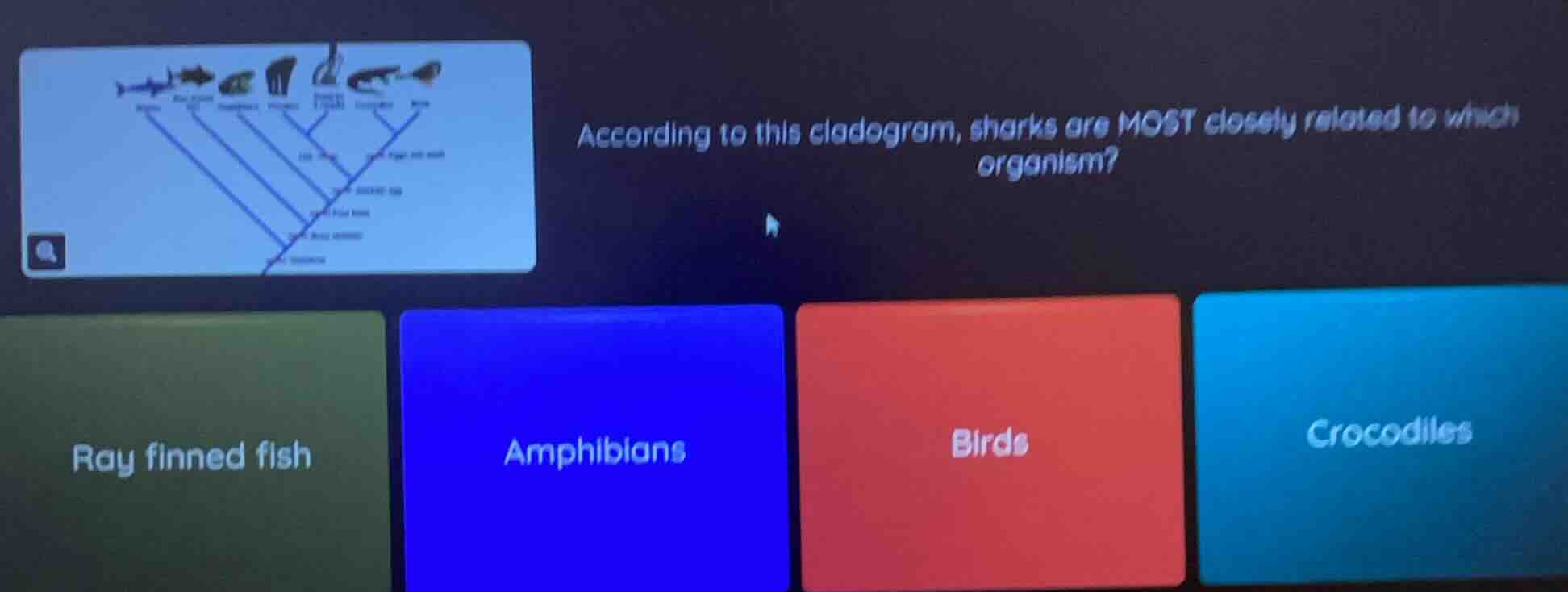 according to this cladogram, sharks are most closely related to which o…