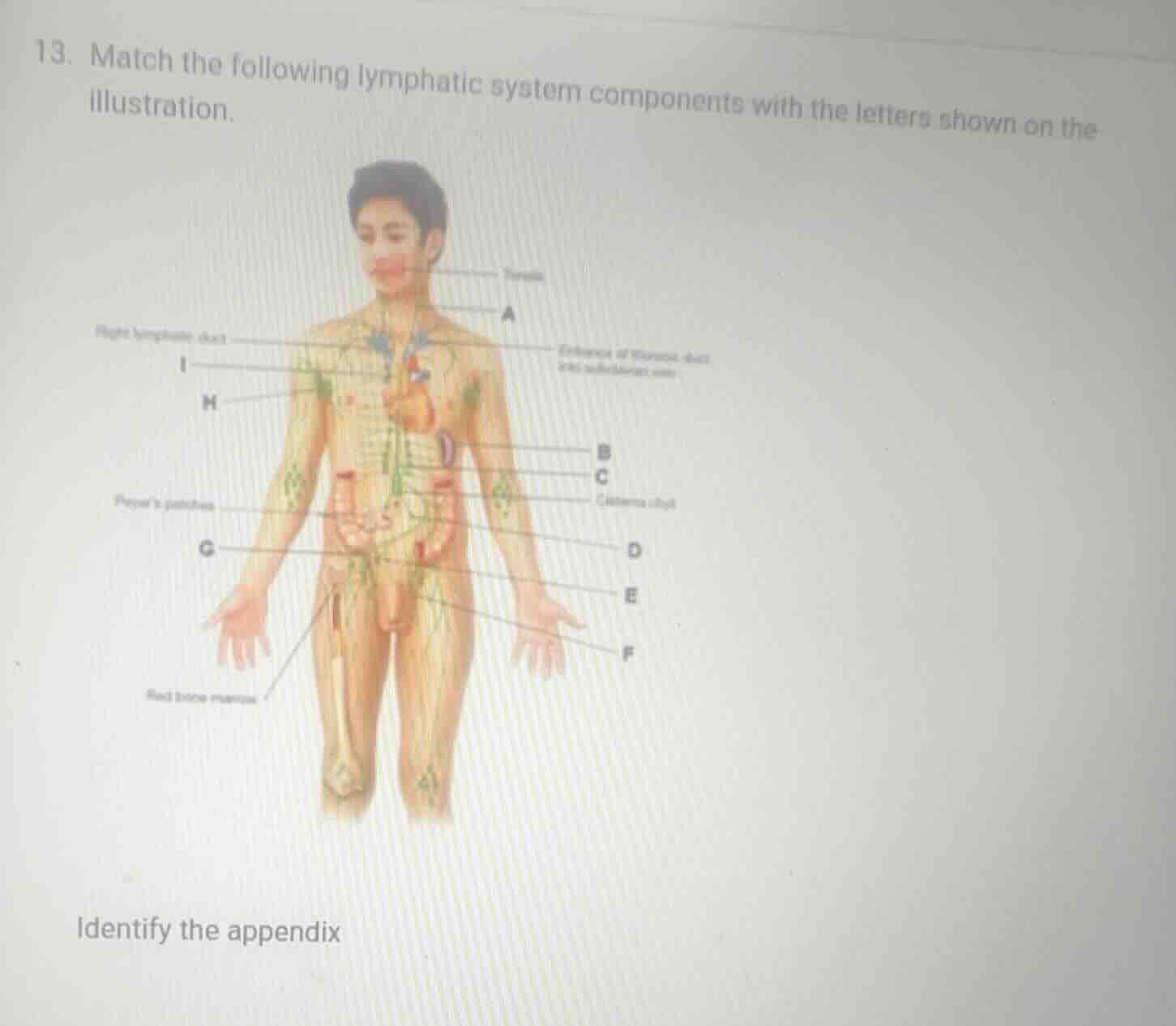 13. match the following lymphatic system components with the letters sh…
