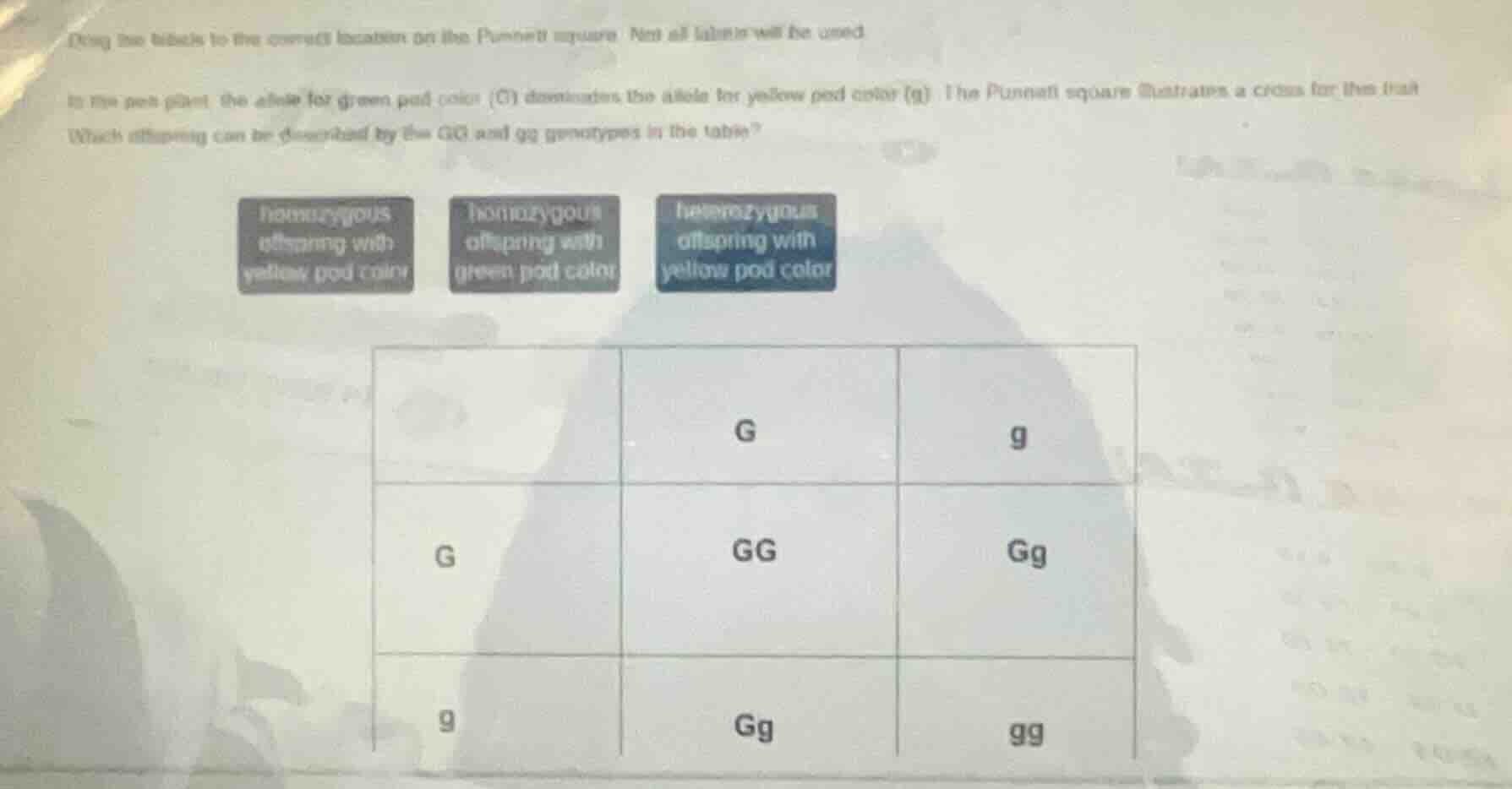 drag the labels to the correct location on the punnett square. not all …
