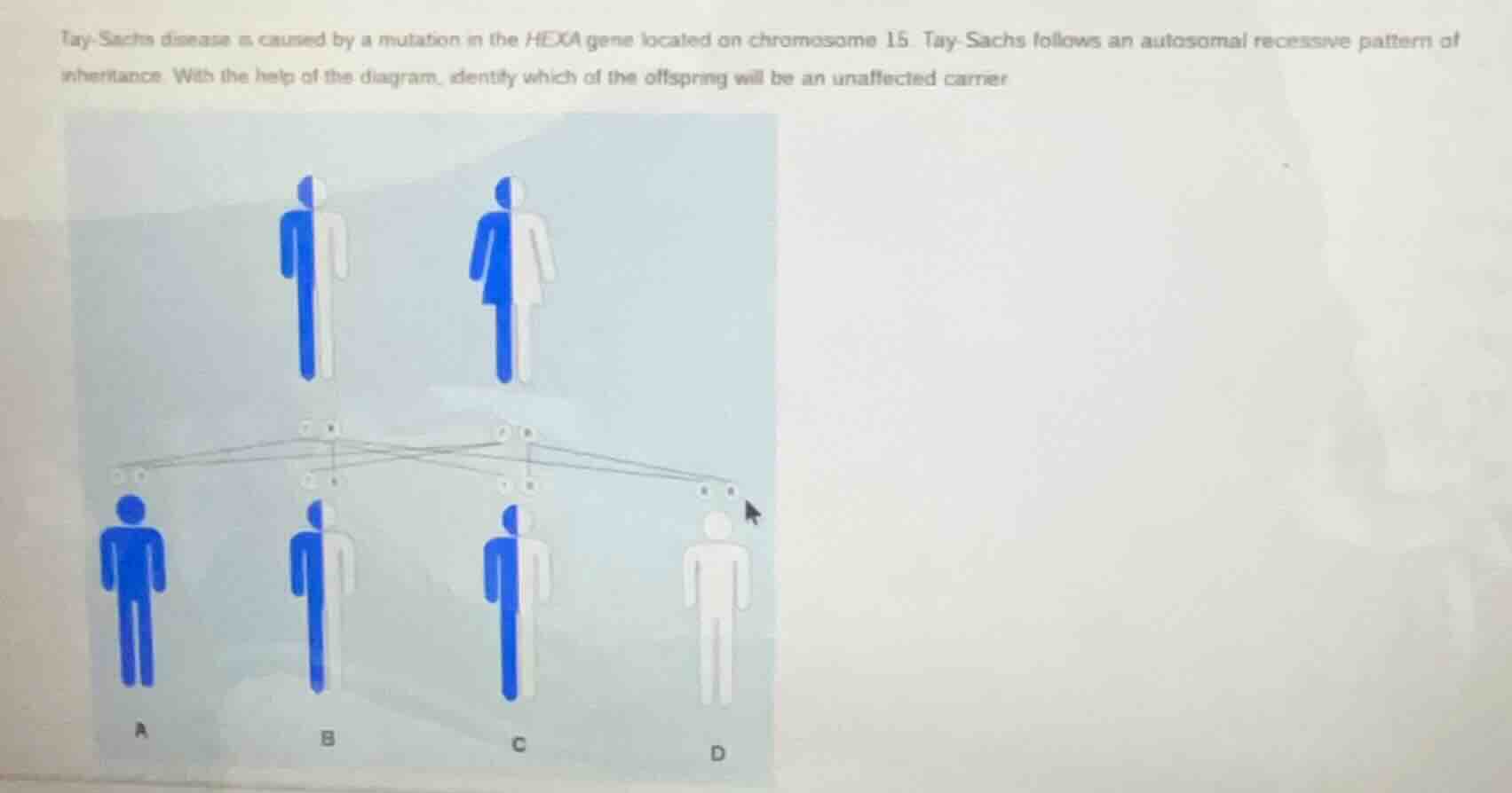 tay - sachs disease is caused by a mutation in the hexa gene located on…