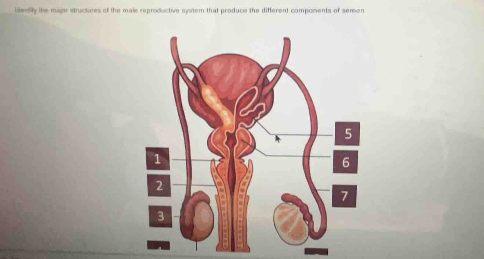 identify the major structures of the male reproductive system that prod…