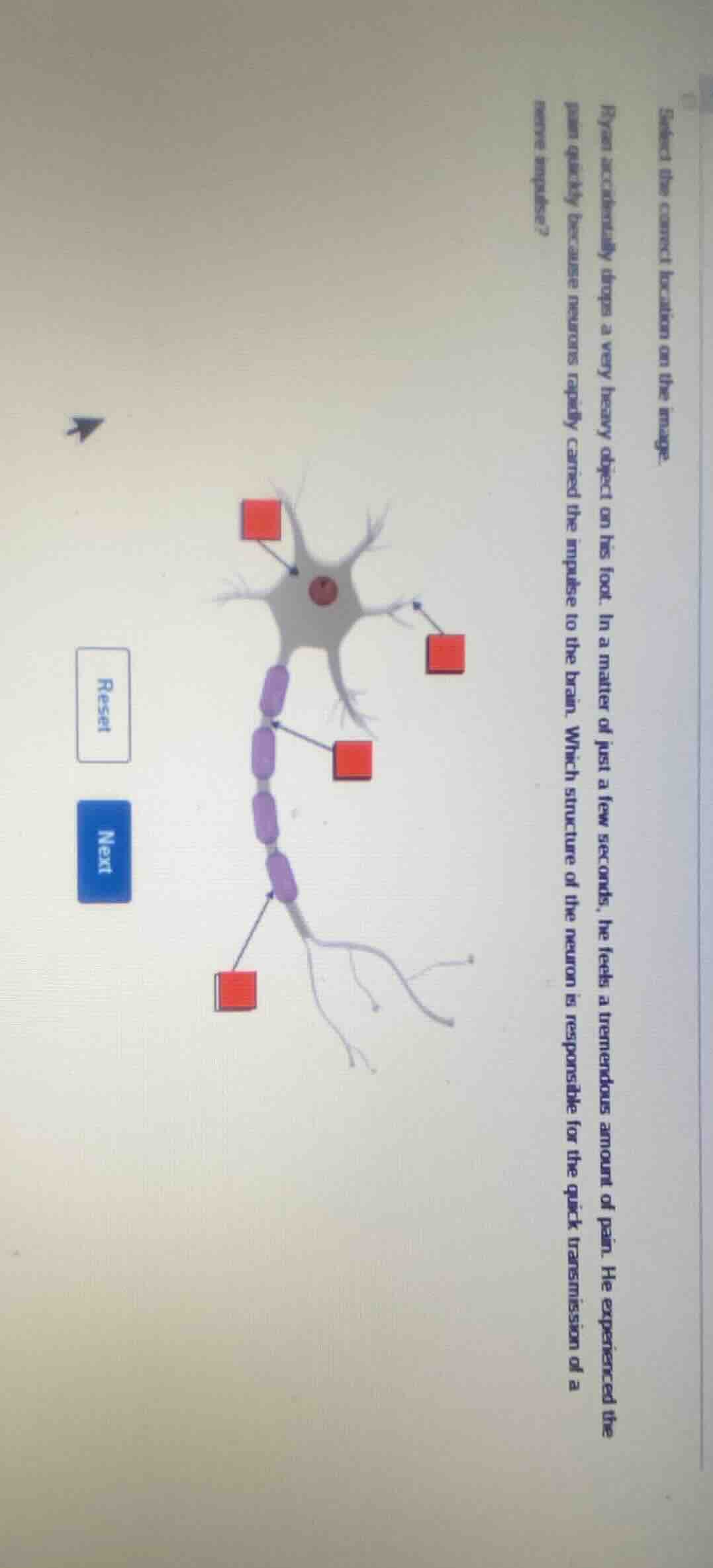 select the correct location on the image. ryan accidentally drops a ver…