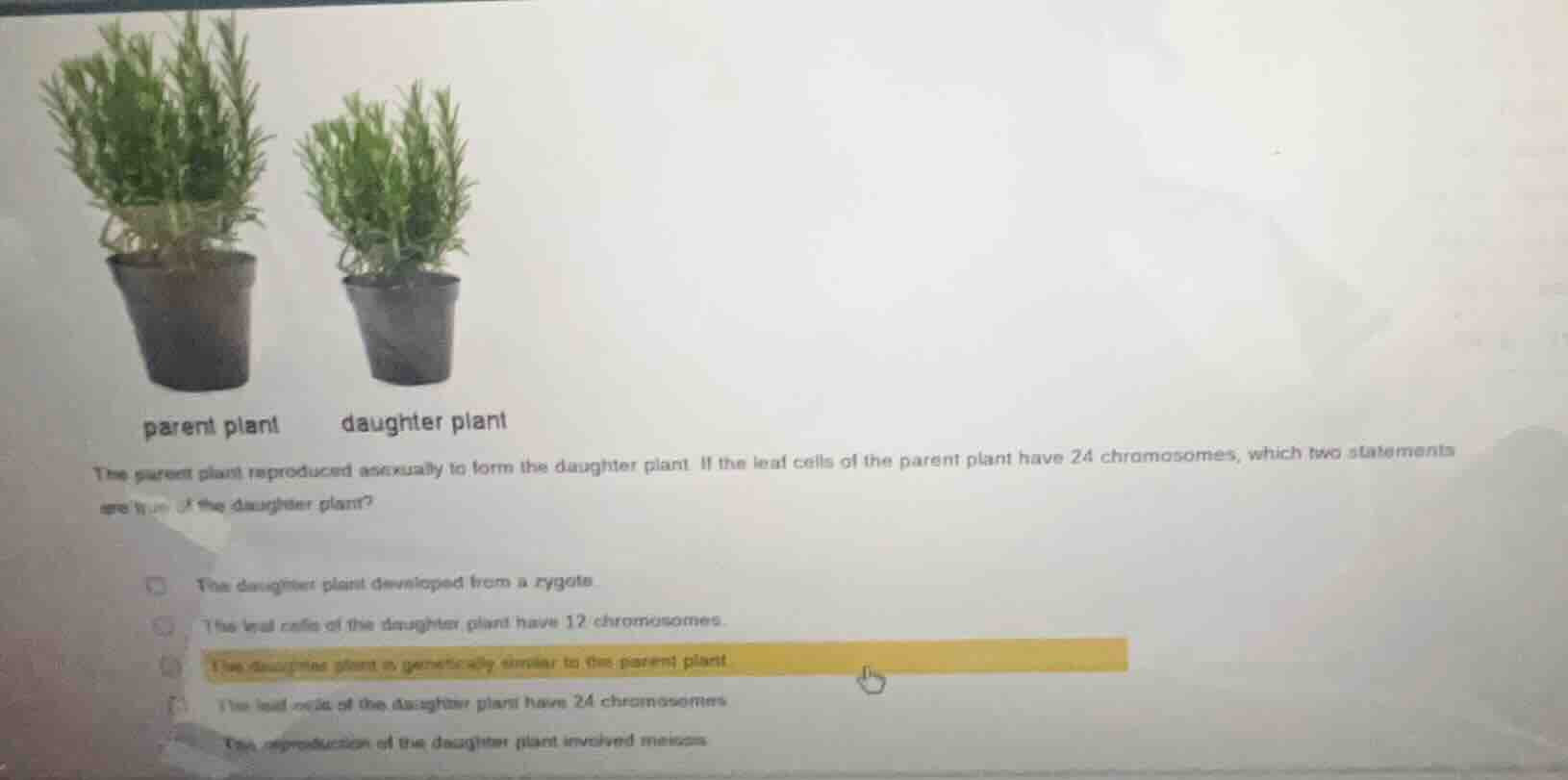 parent plant daughter plant the parent plant reproduced asexually to fo…