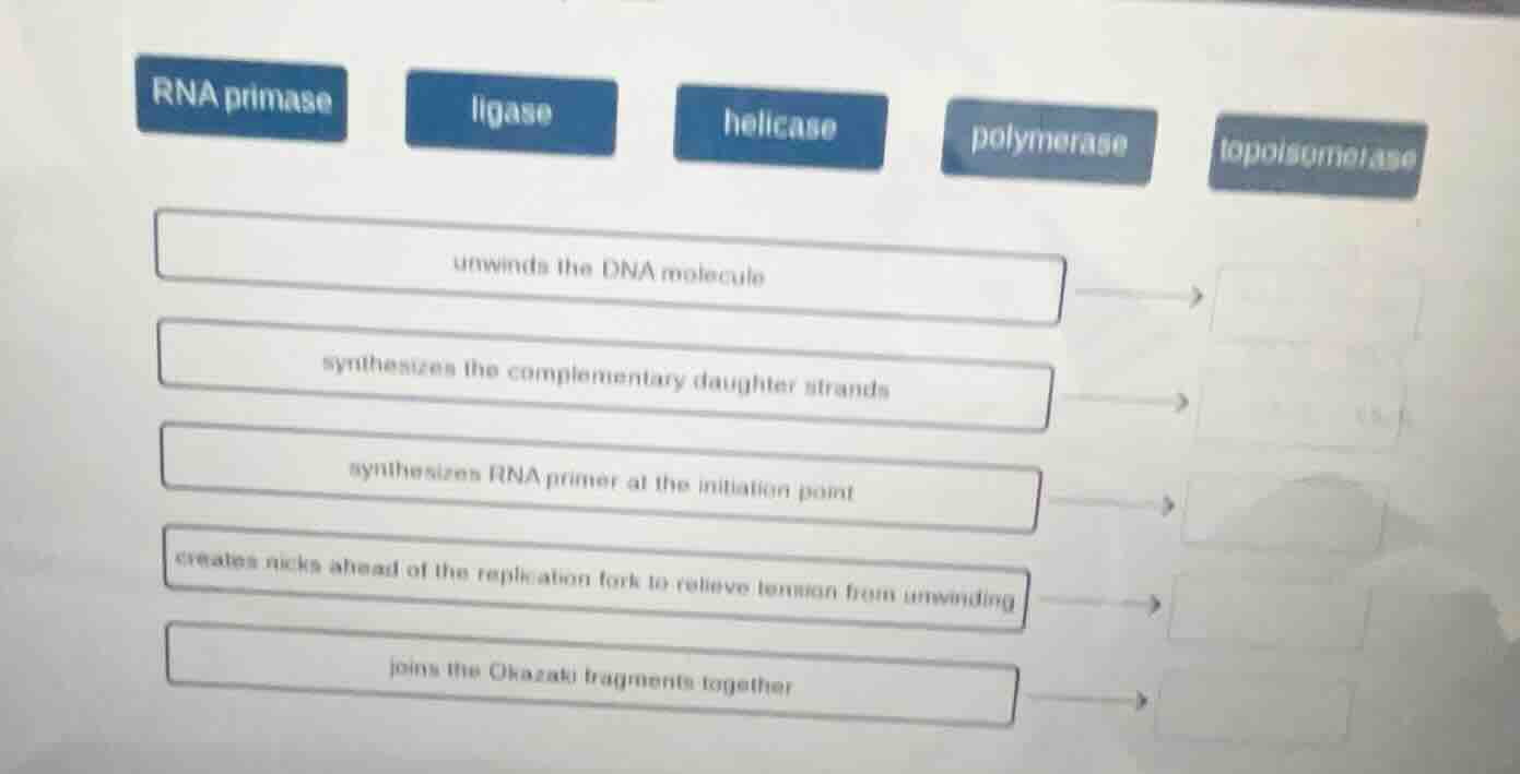 rna primase, ligase, helicase, polymerase, topoisomerase unwinds the dn…